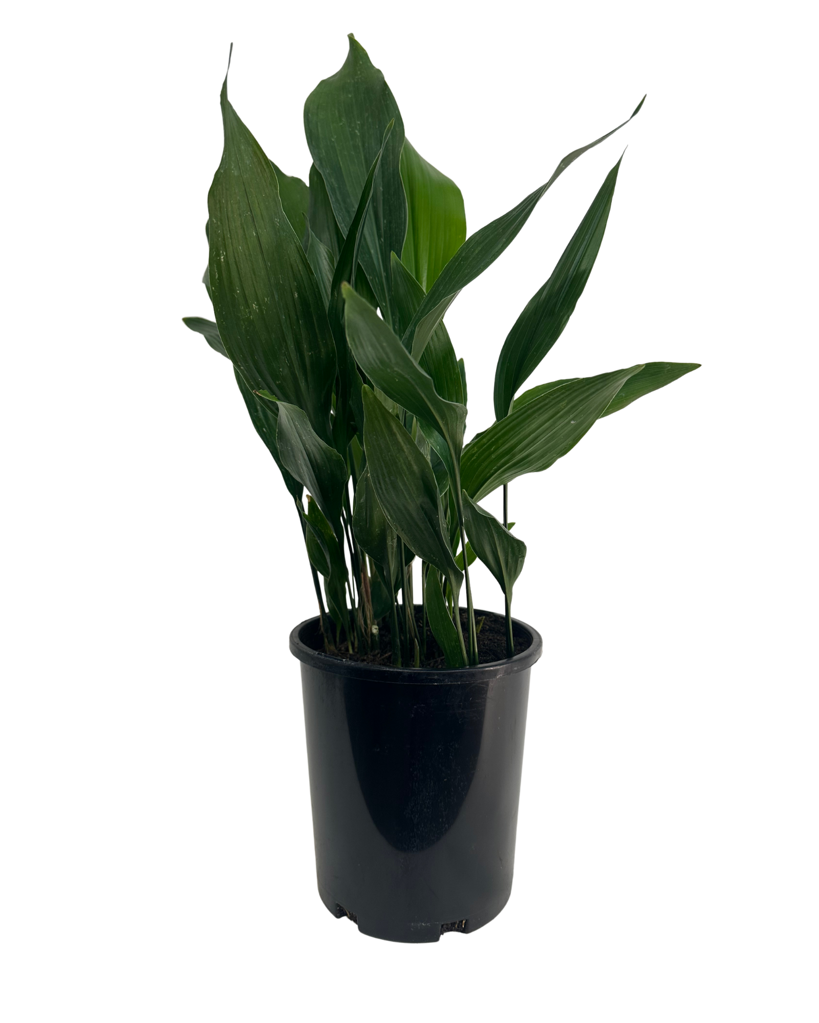 Aspidistra Elatior