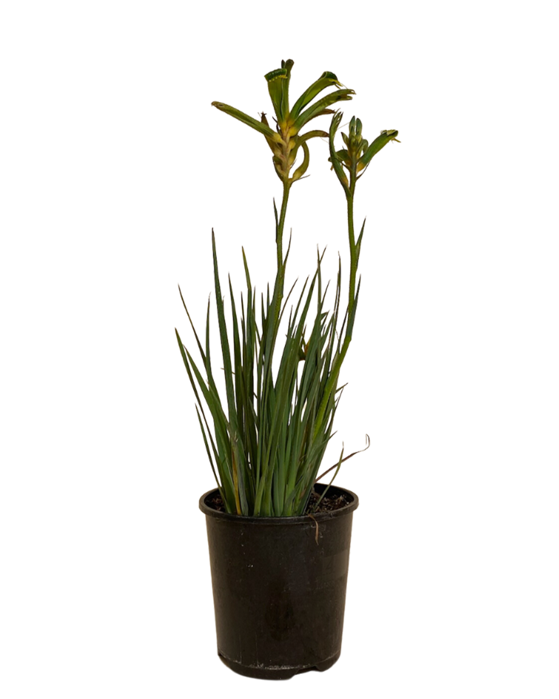 Kangaroo Paw - Anigozanthos Aussie Spirit