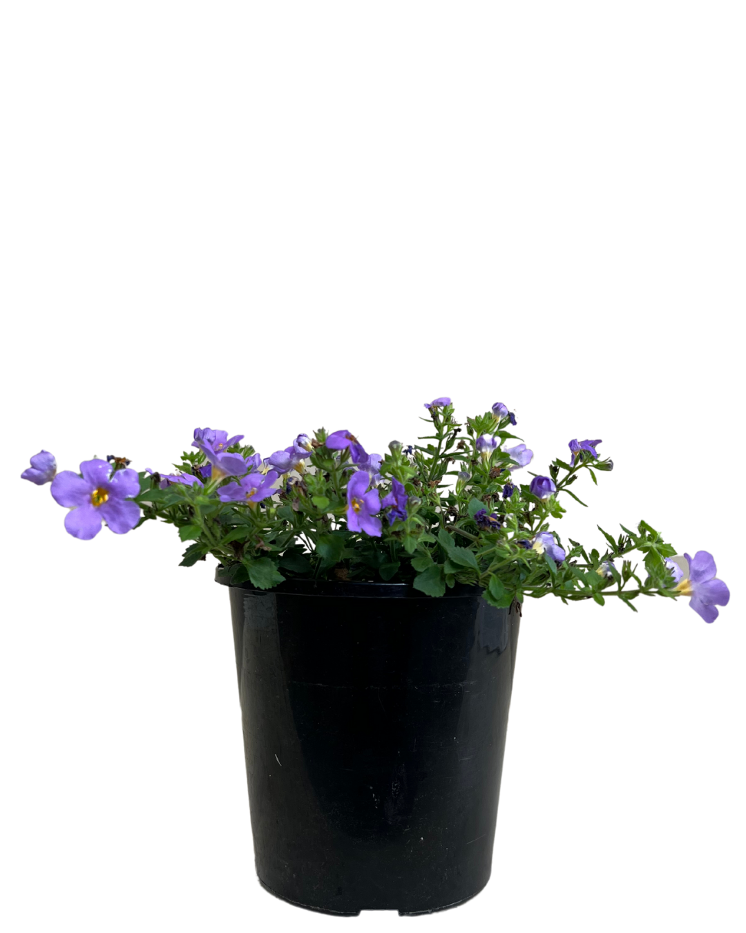 Bacopa Blue
