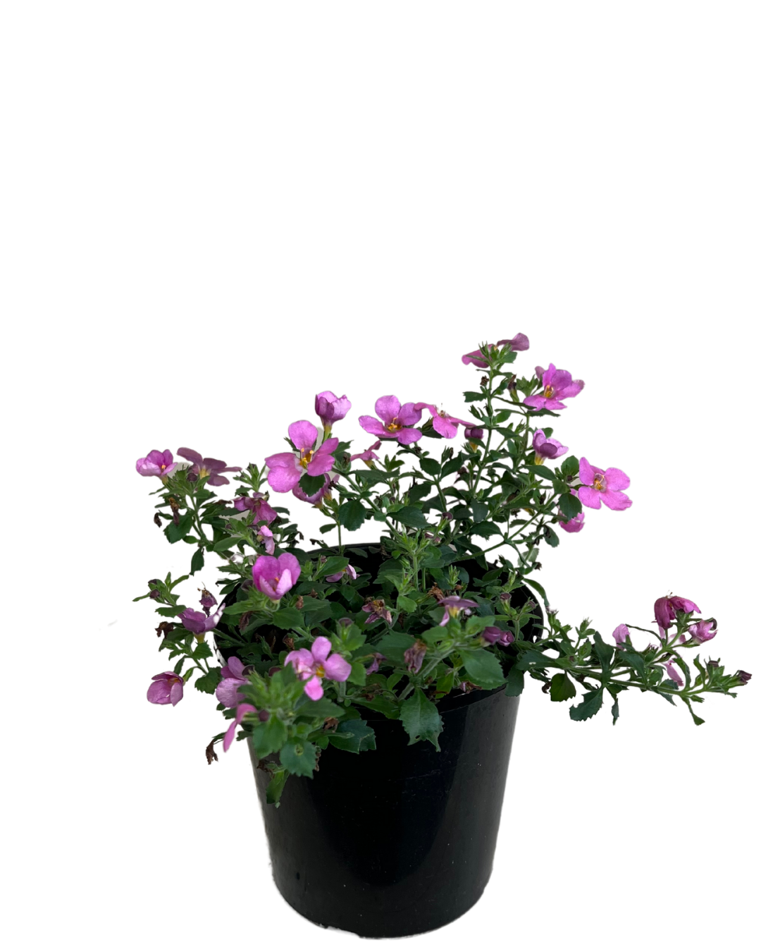 Bacopa Pink
