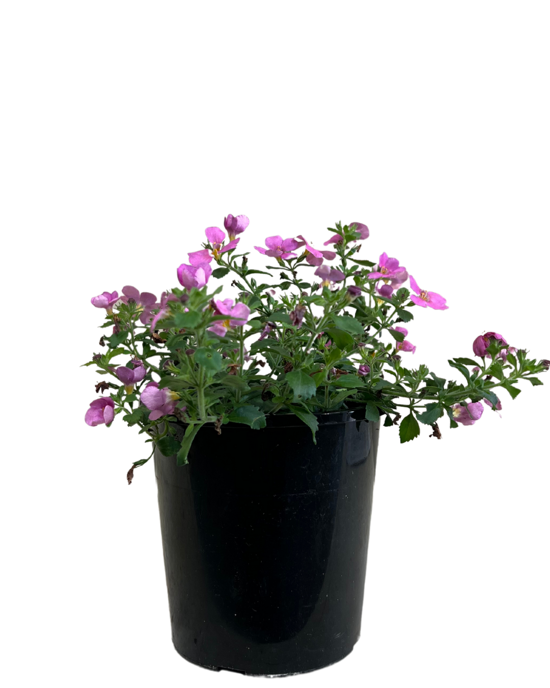 Bacopa Pink