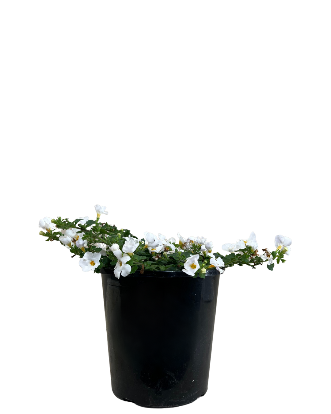 Bacopa White