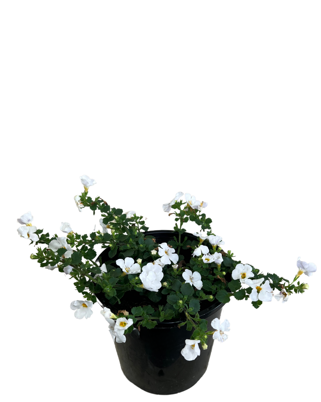 Bacopa White