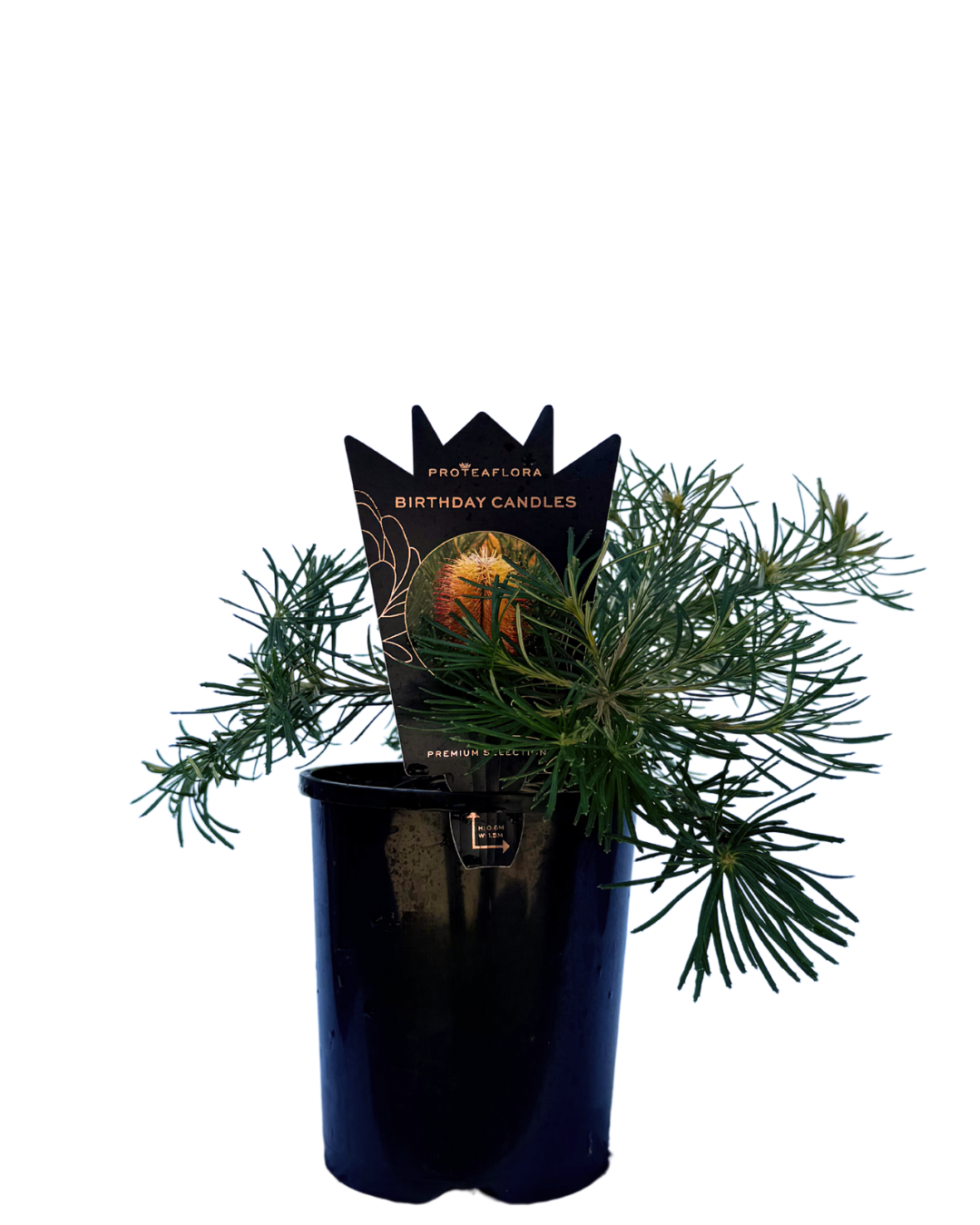 Banksia Spinulosa Birthday Candles