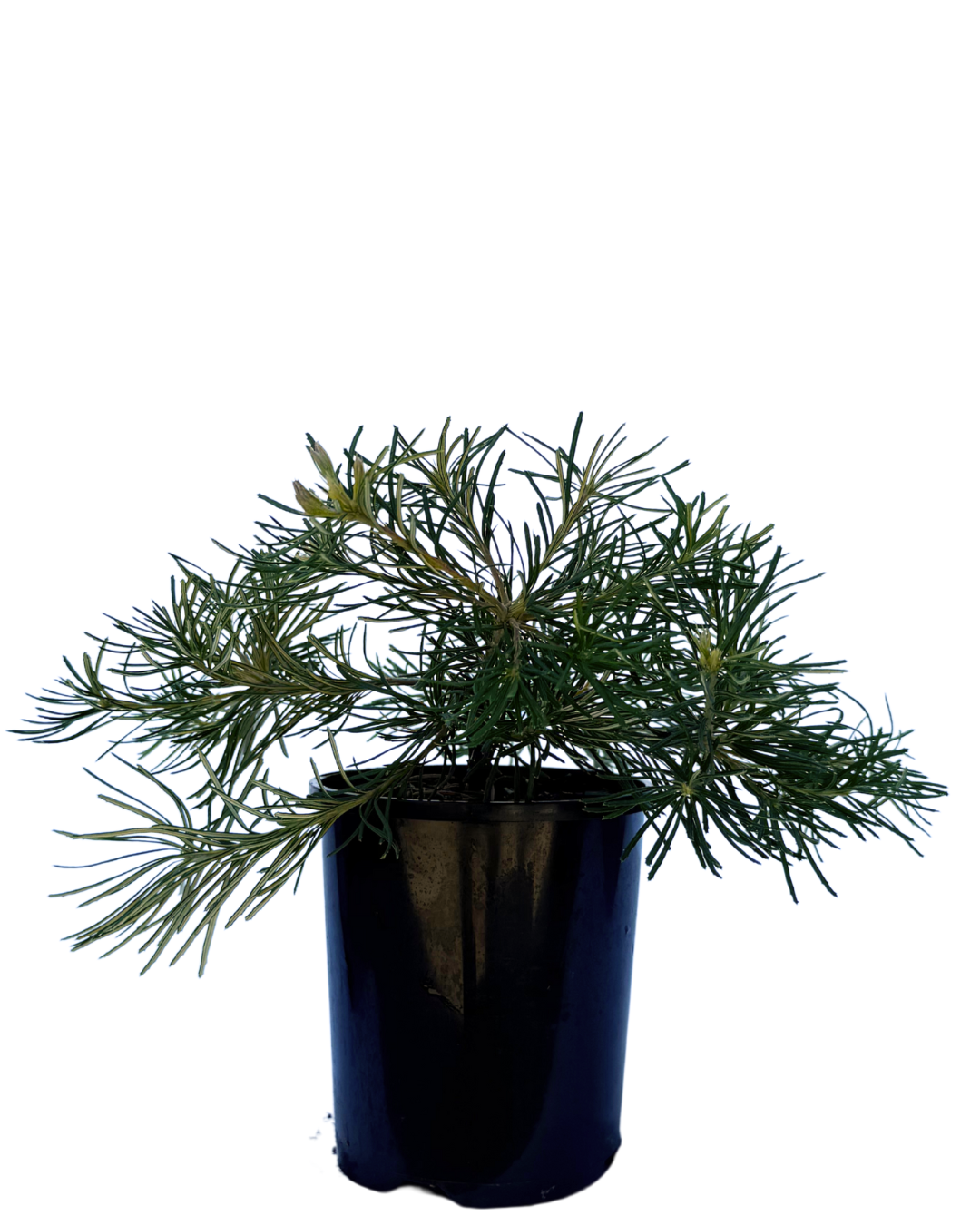 Banksia Spinulosa Birthday Candles