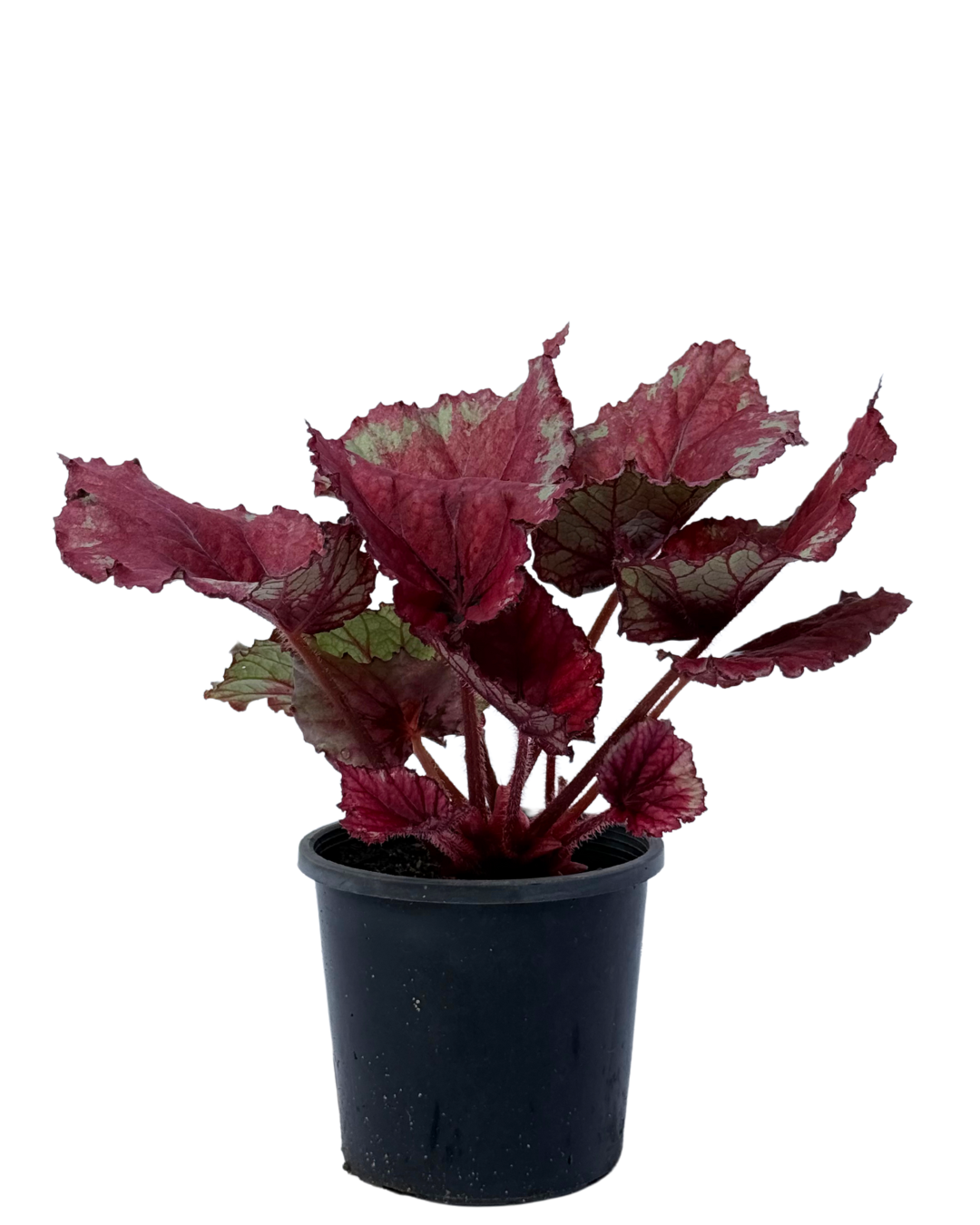Begonia Red Dragon Wings