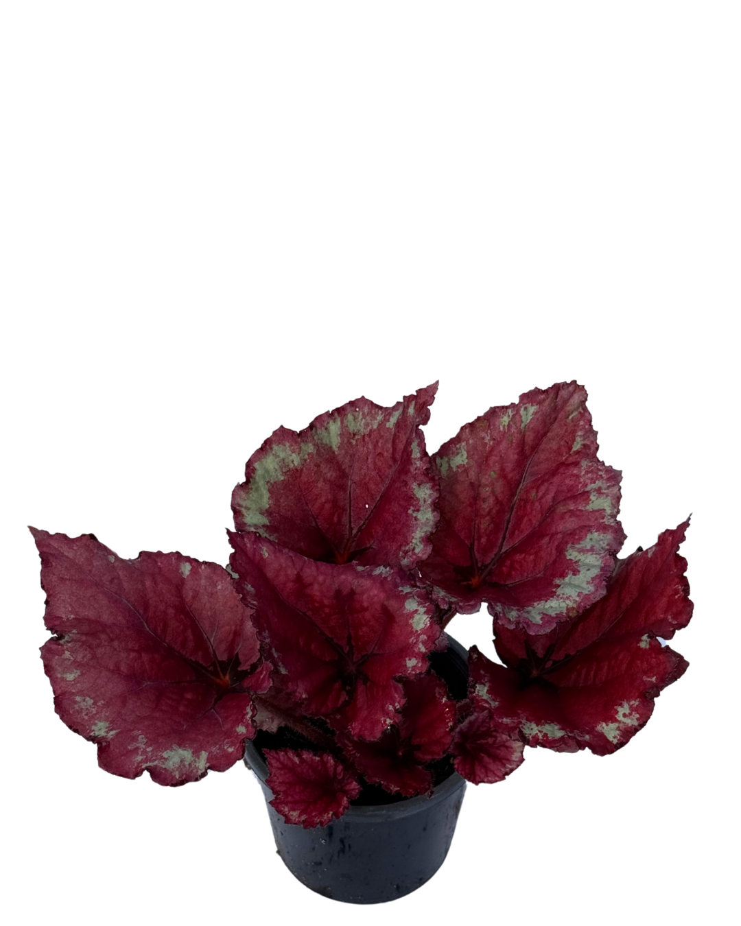 Begonia Red Dragon Wings