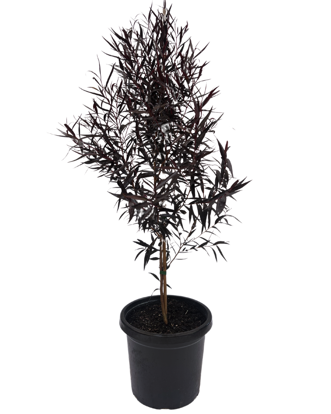 Agonis Flexuosa After Dark