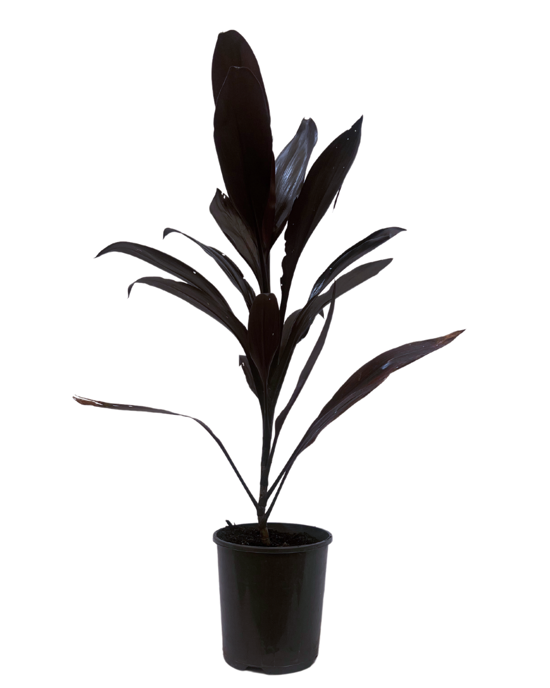Cordyline Caruba Black