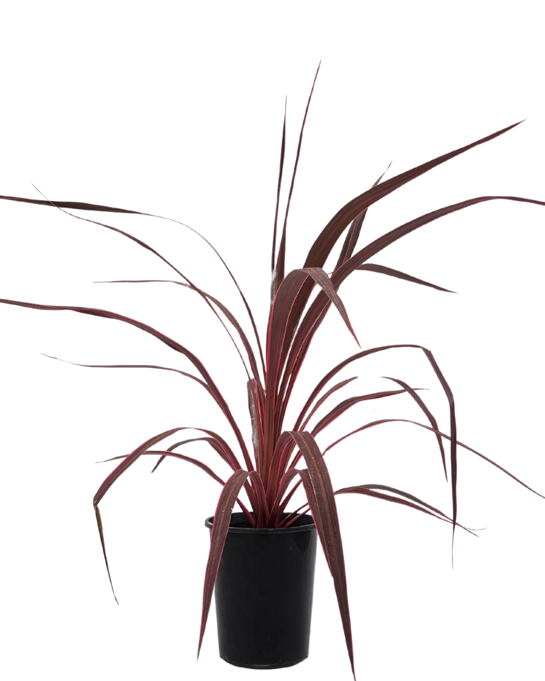 Cordyline Electric Pink