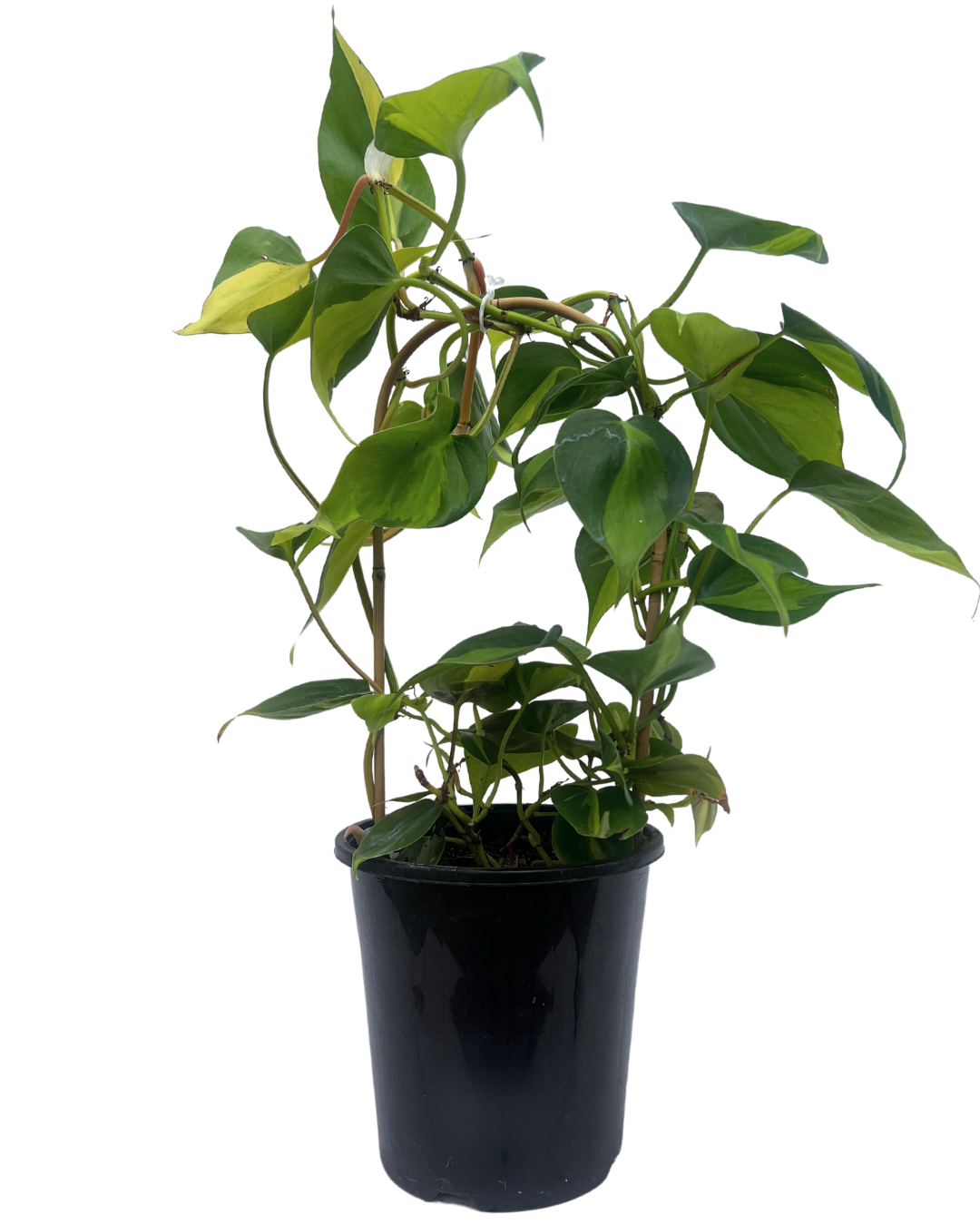 philodendron for sale perth Philodendron Brazil | Indoor Plant Perth