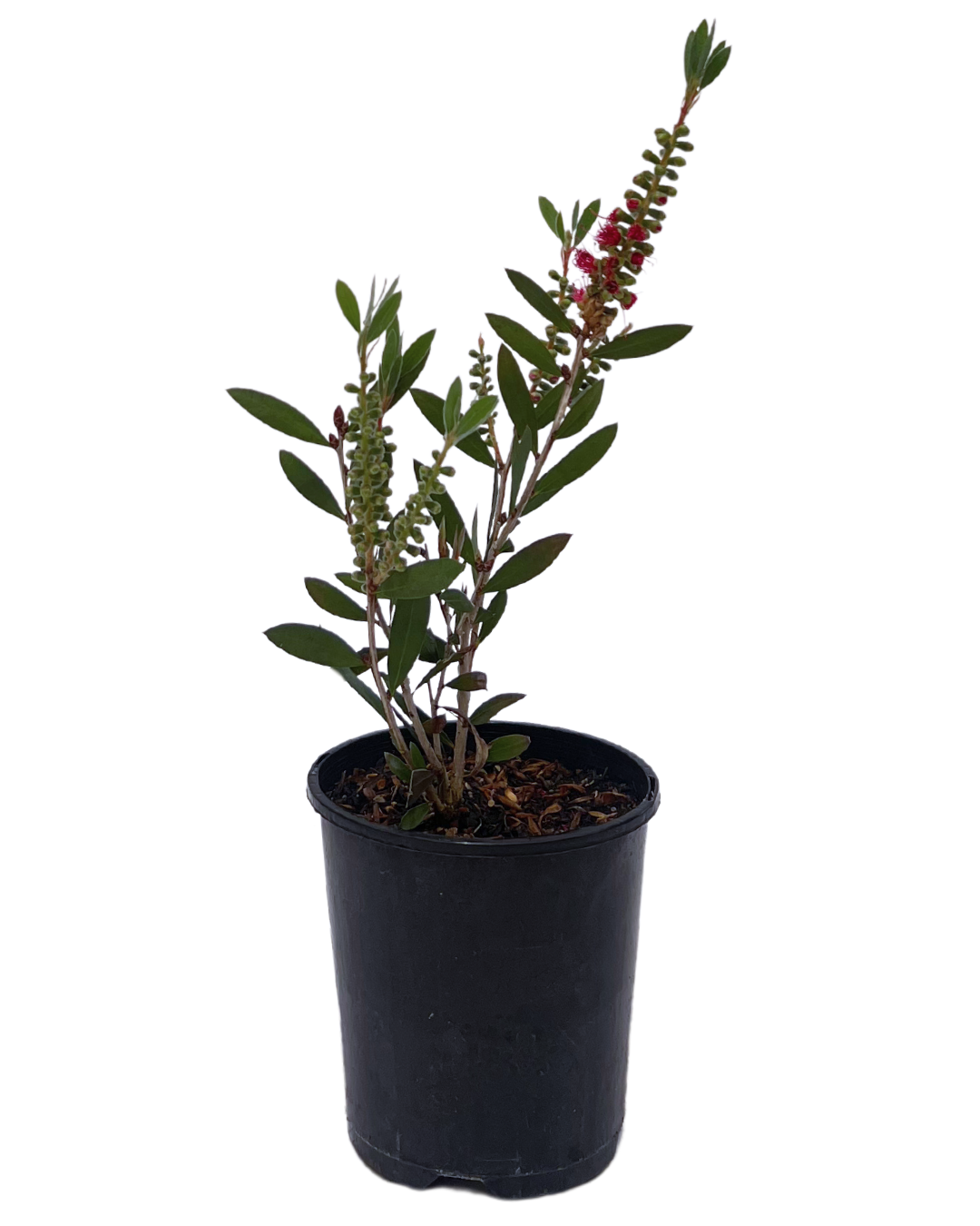 Callistemon Western Glory