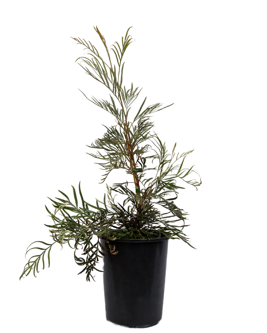 Grevillea Golden Yul-Lo