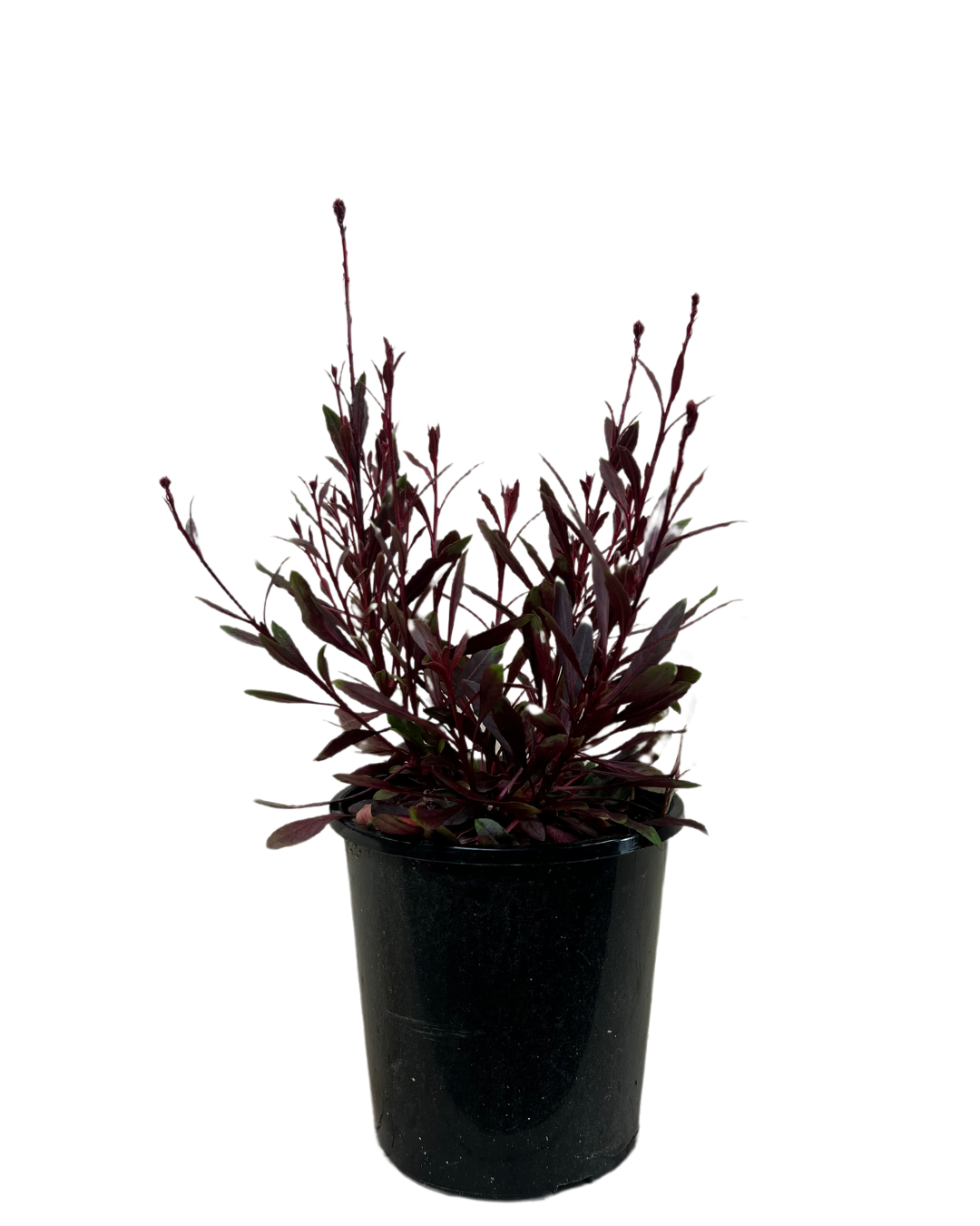 Gaura Belleza white