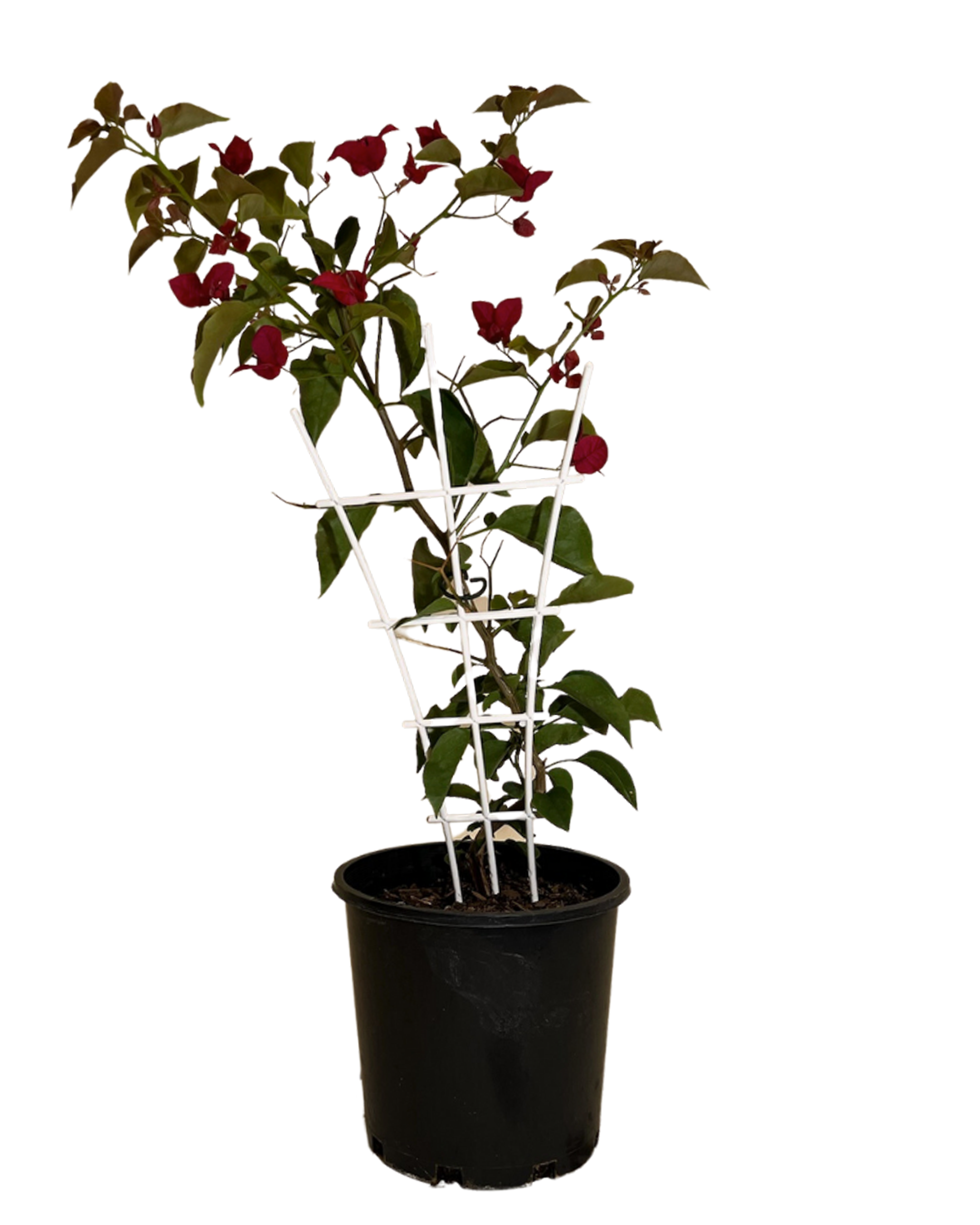 Bougainvillea Elizabeth