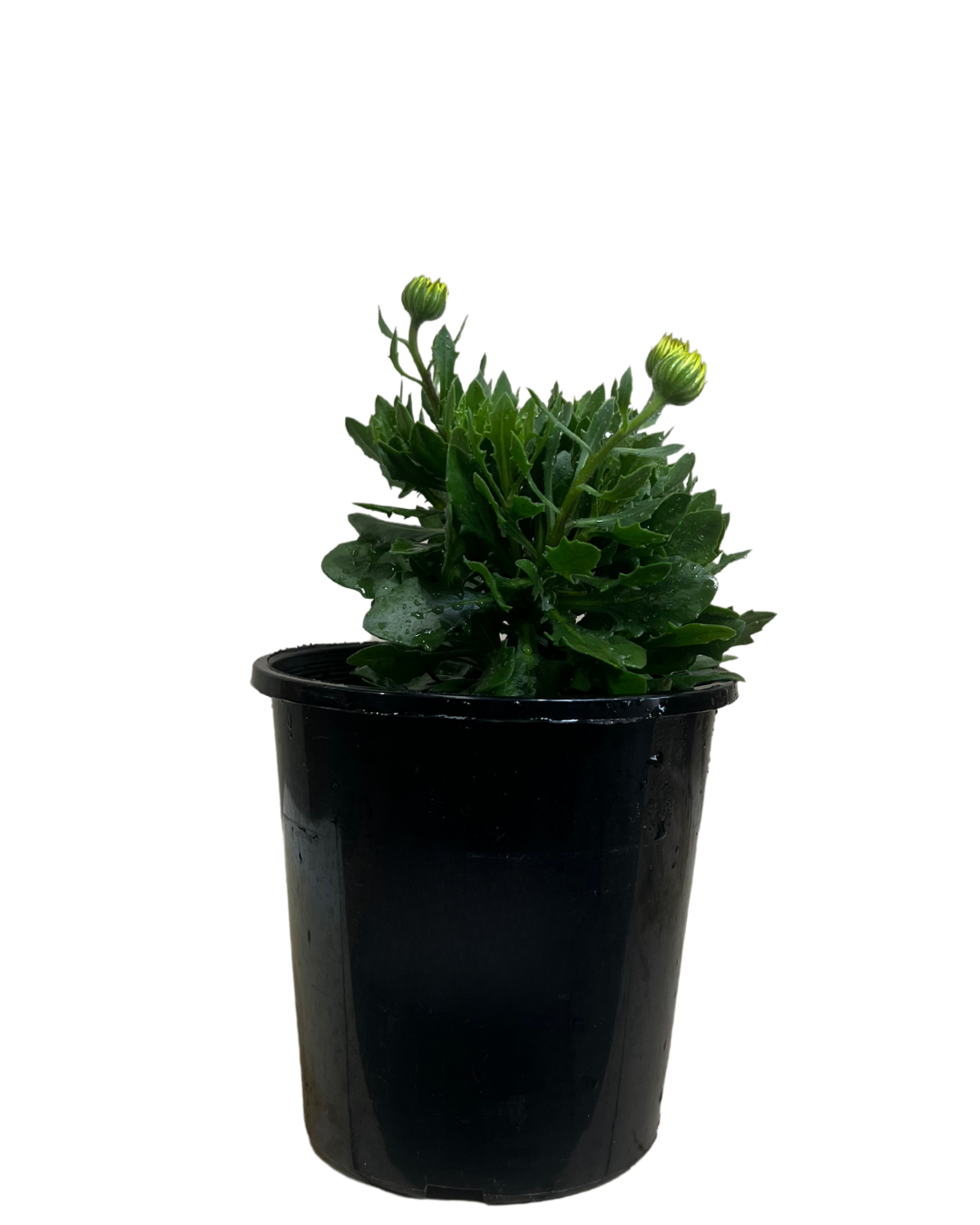 Arican Daisy - Osteospermum Blue Eyed Beauty