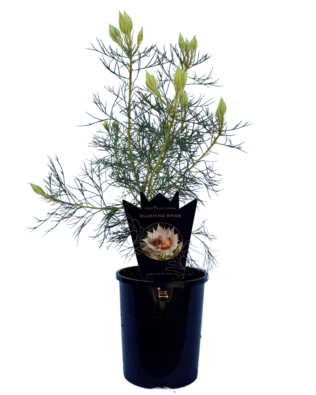 Serruria Florida Blushing Bride