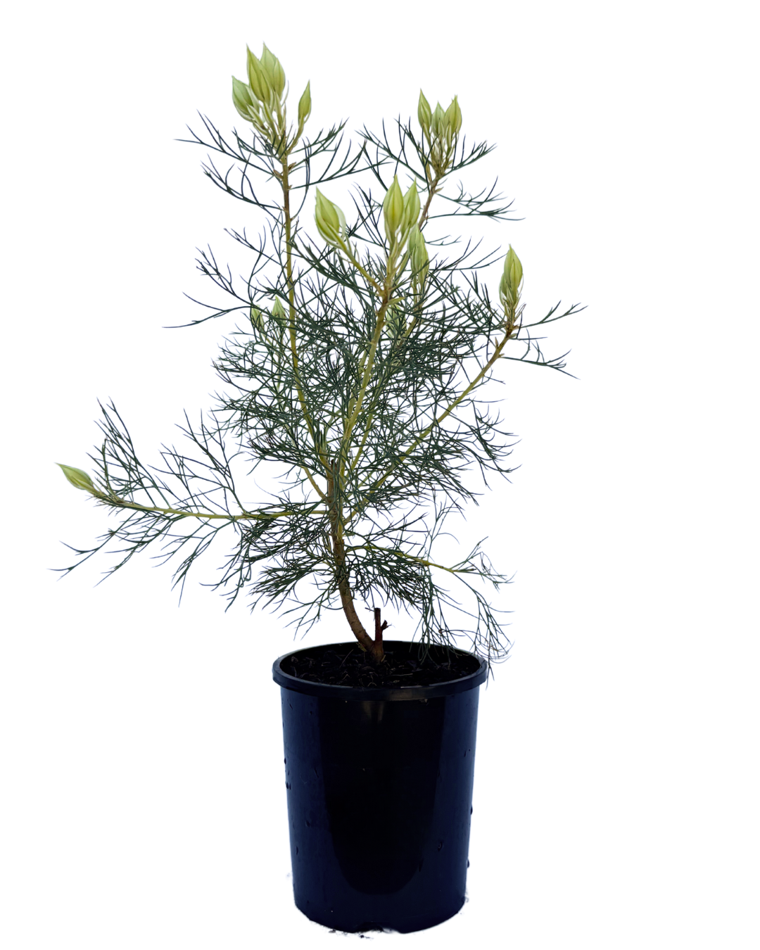 Serruria Florida Blushing Bride