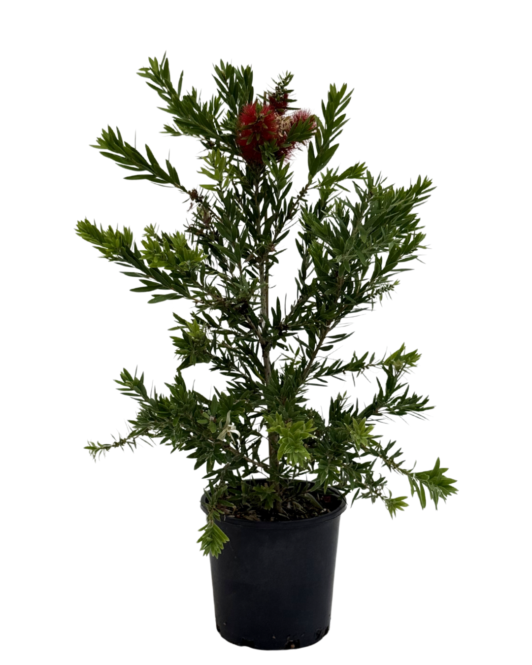 Callistemon Macarthur