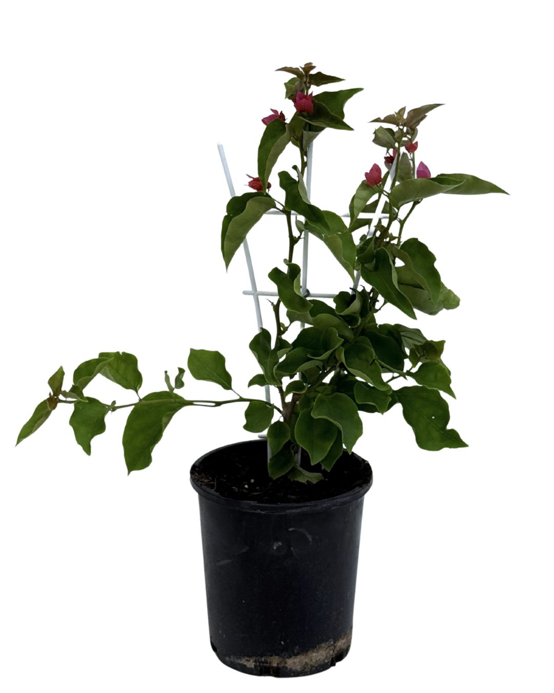 Bougainvillea Bambino Melitza