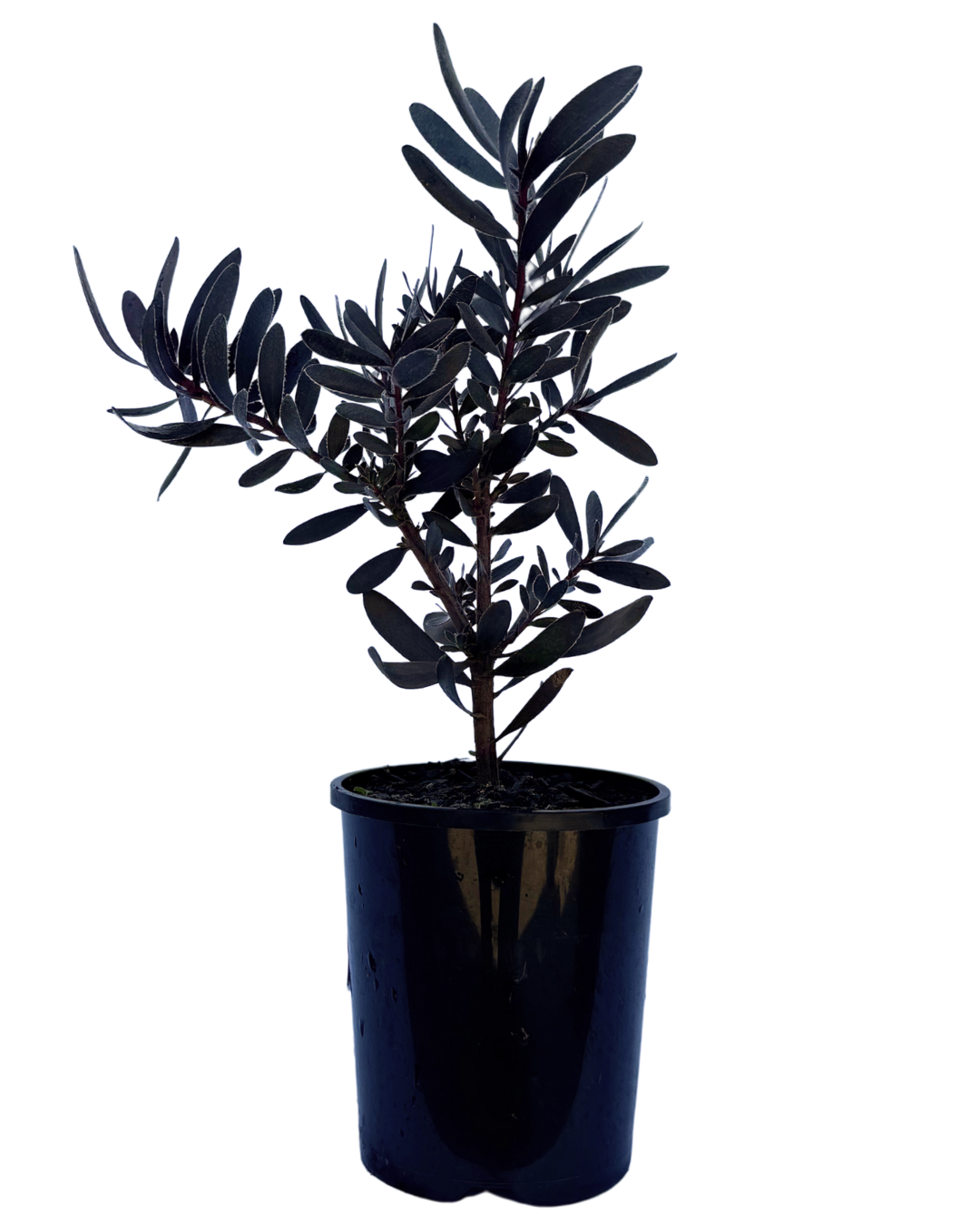 Leucodendron Burgundy Sunset