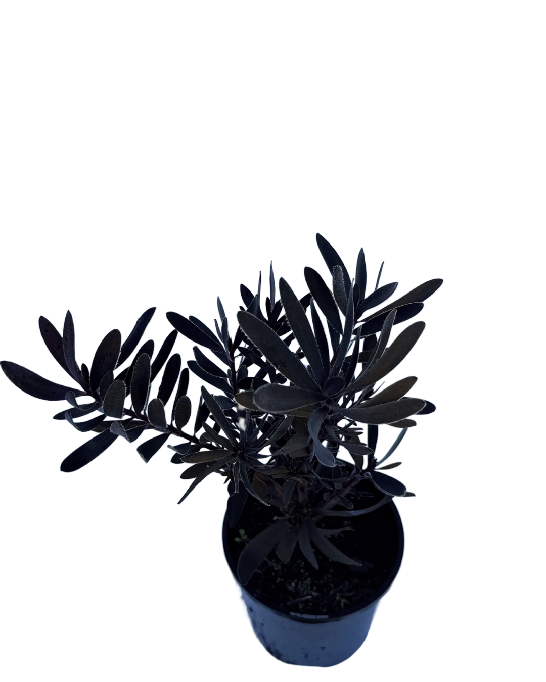 Leucadendron Burgundy Sunset