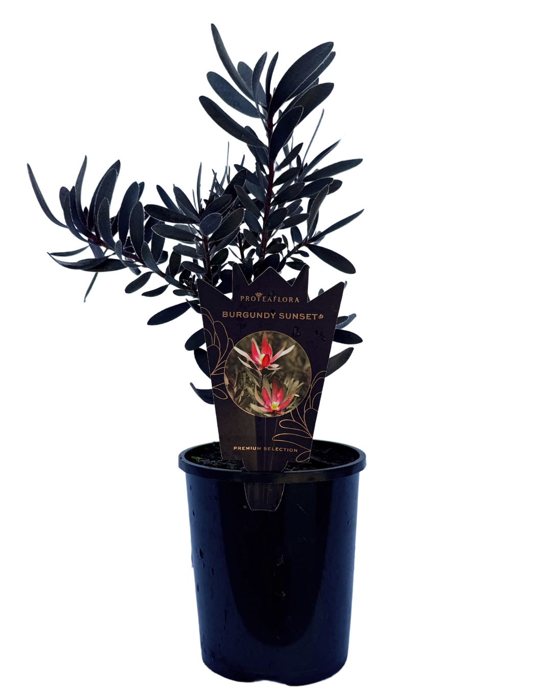 Leucodendron Burgundy Sunset