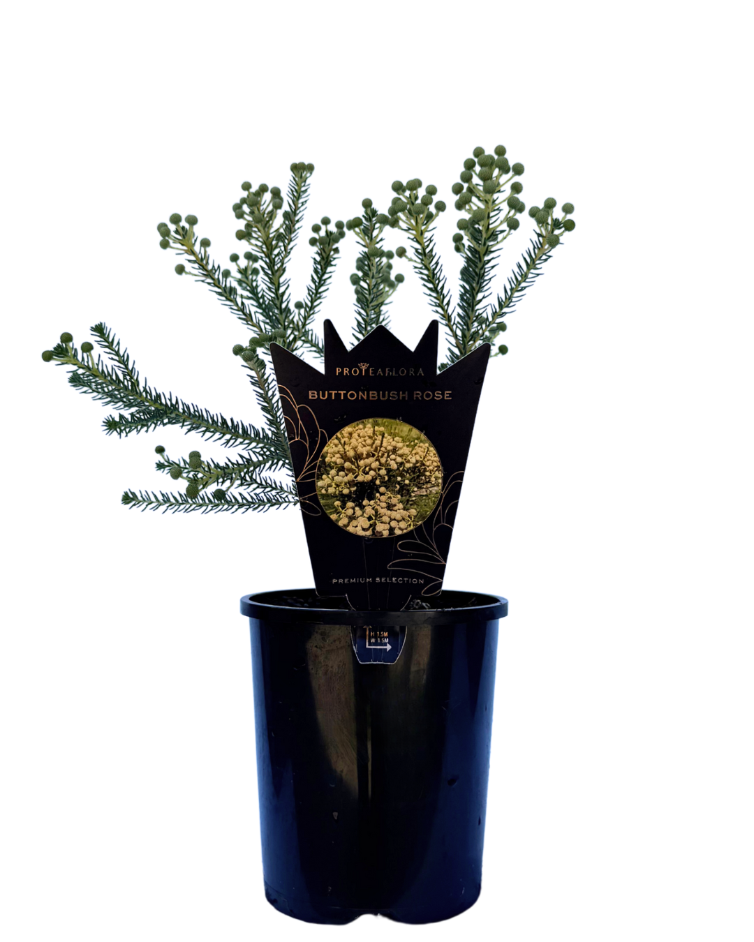 Bezelia Rubra Buttonbush Rose