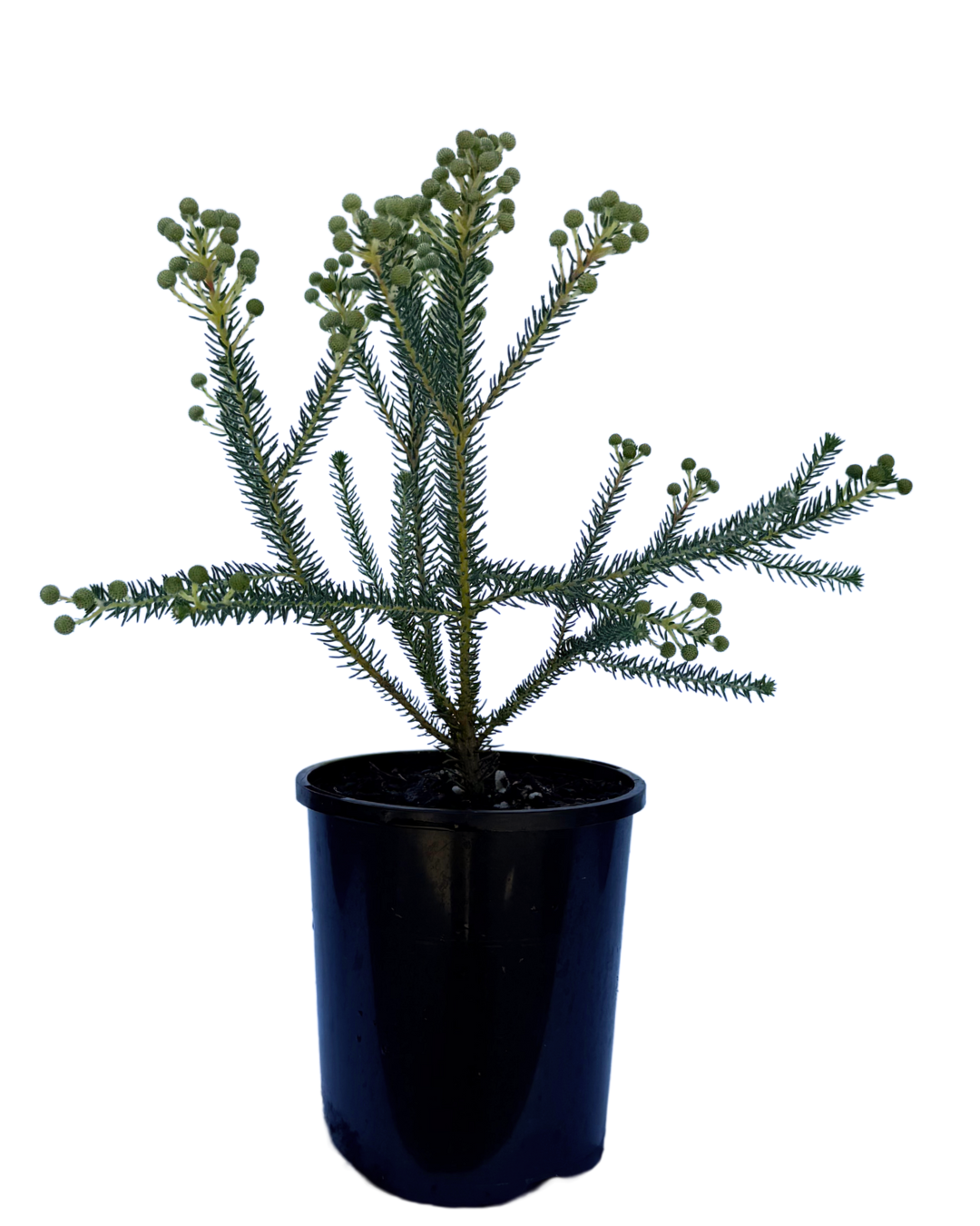 Bezelia Rubra Buttonbush Rose