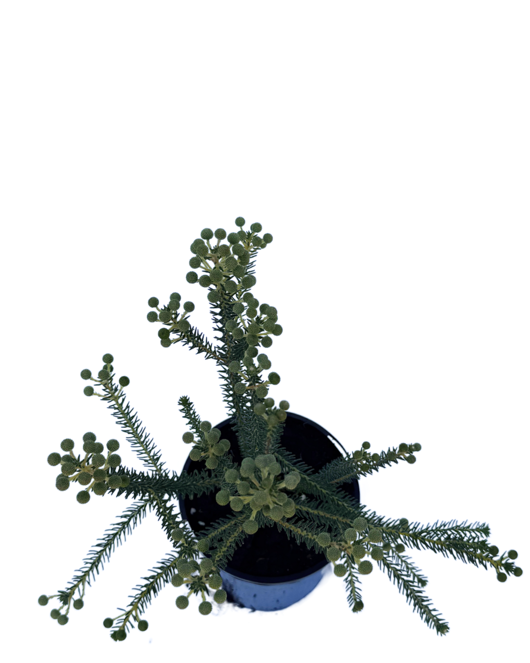 Berzelia Rubra Buttonbush Rose