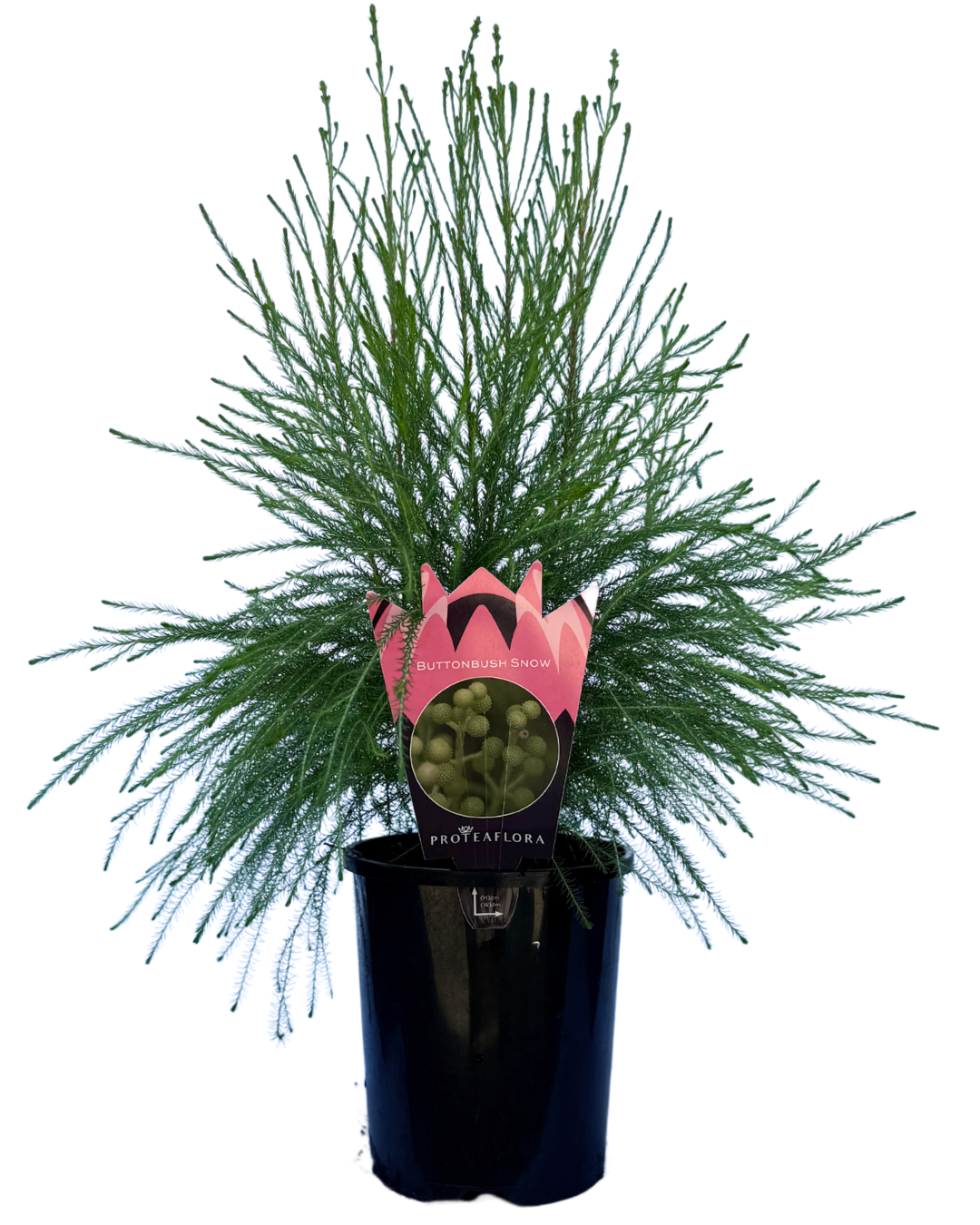 Berzelia Lanuginosa Buttonbush Snow