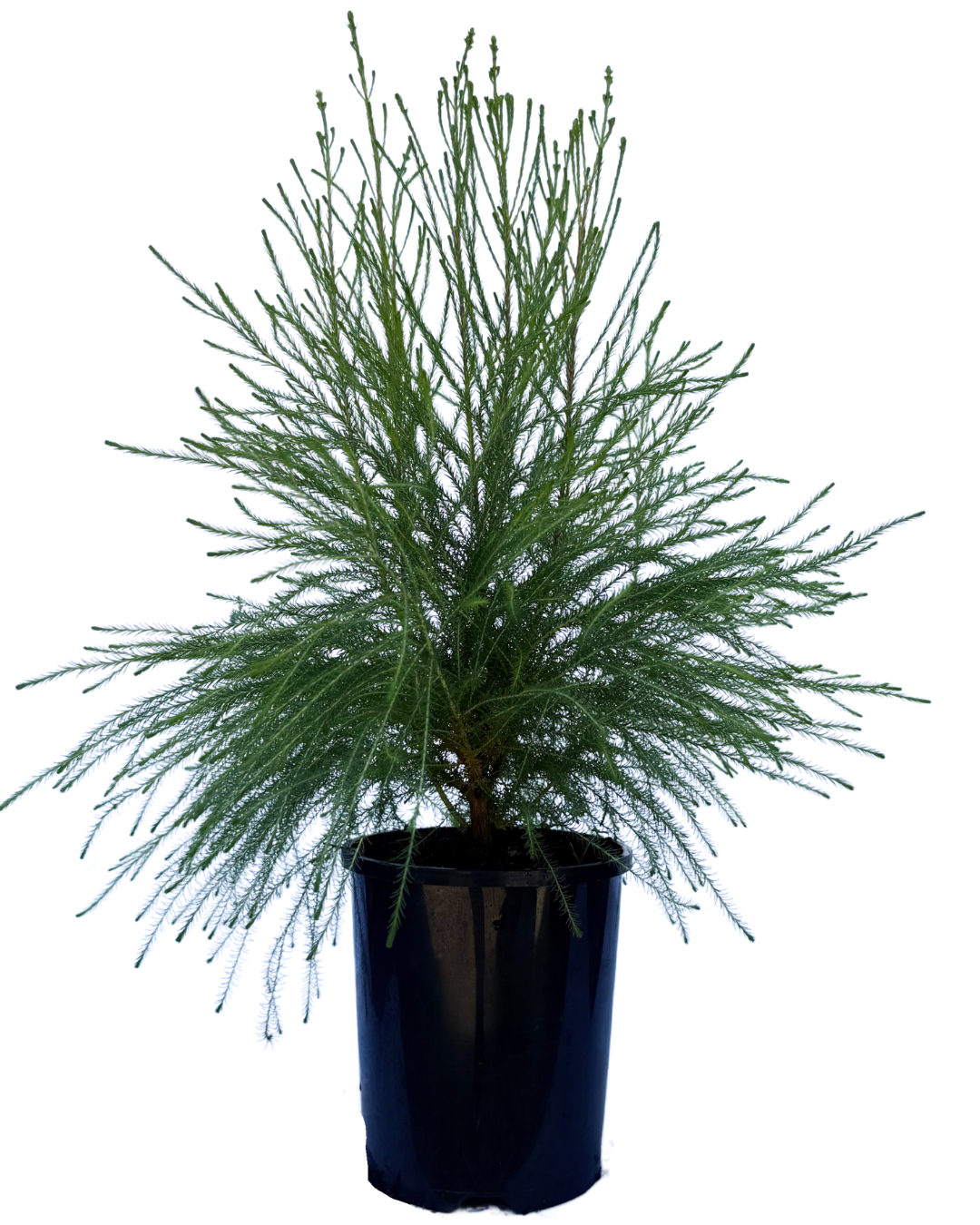 Berzelia Lanuginosa Buttonbush Snow