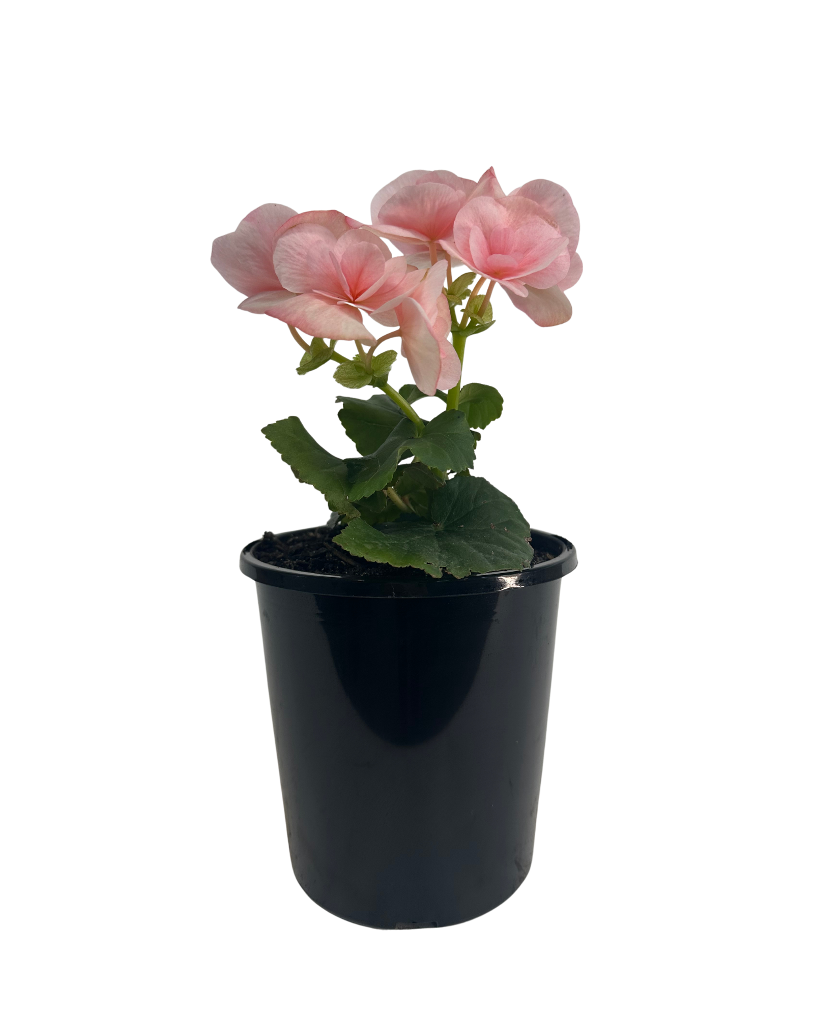 Begonia Camilla