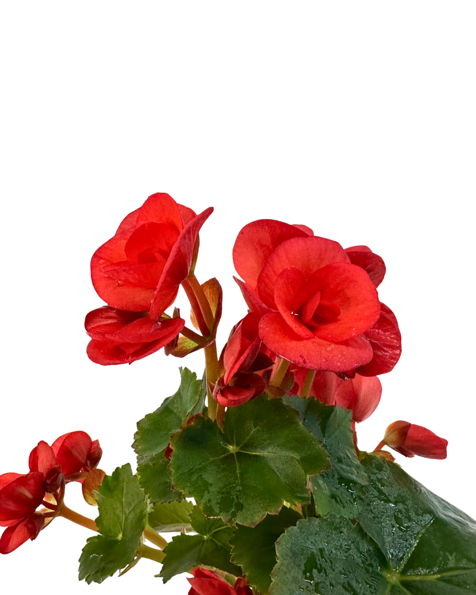 Begonia Ilona Veronica