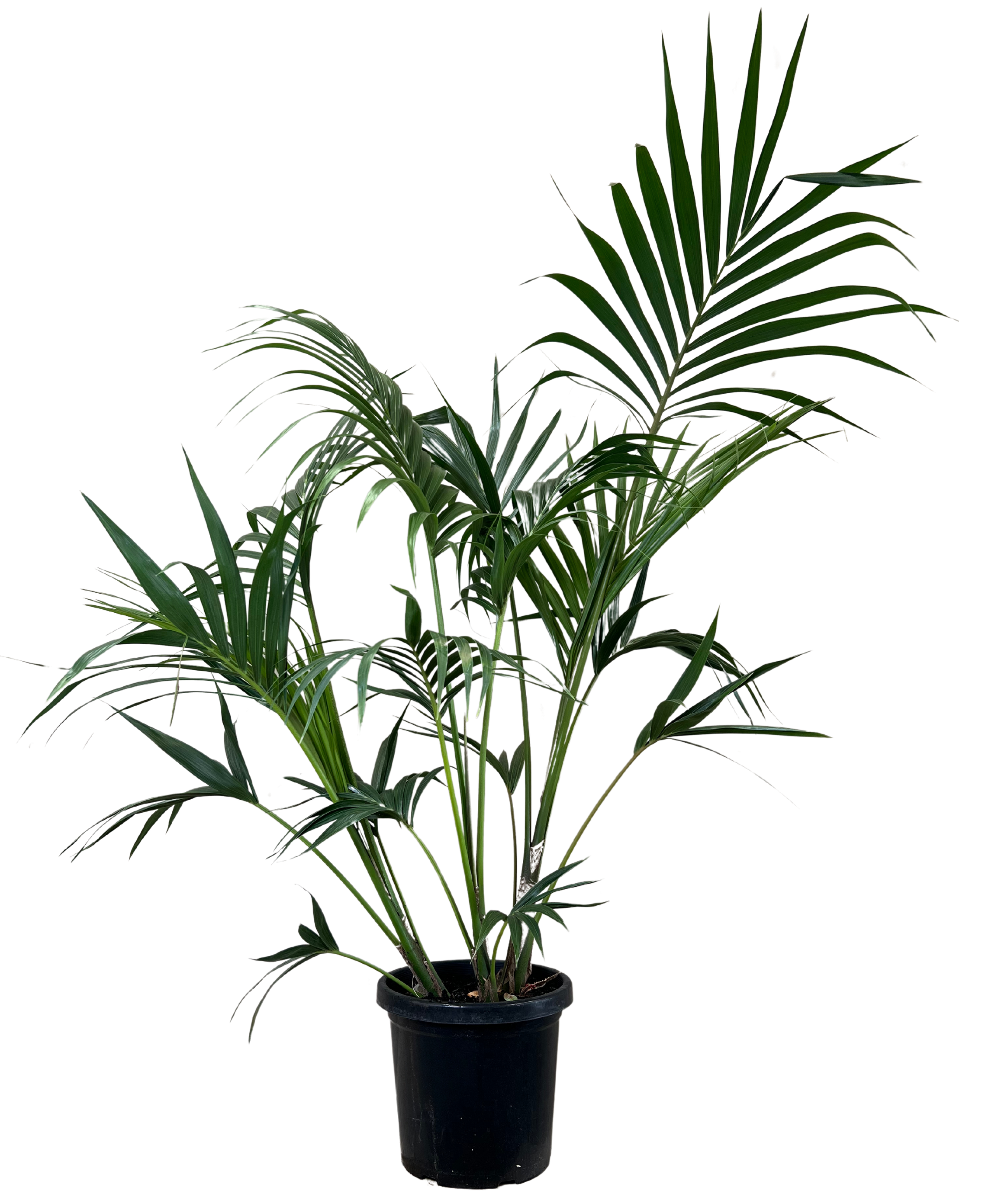 Kentia Palm - Howea Forsteriana