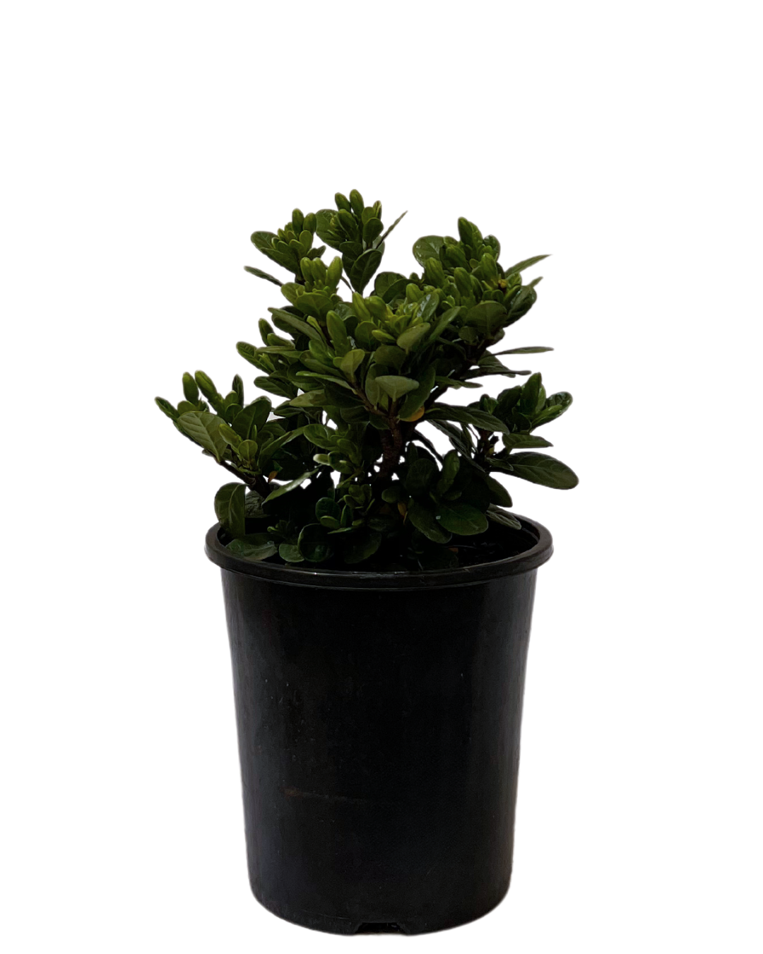 Gardenia Augusta Cupid