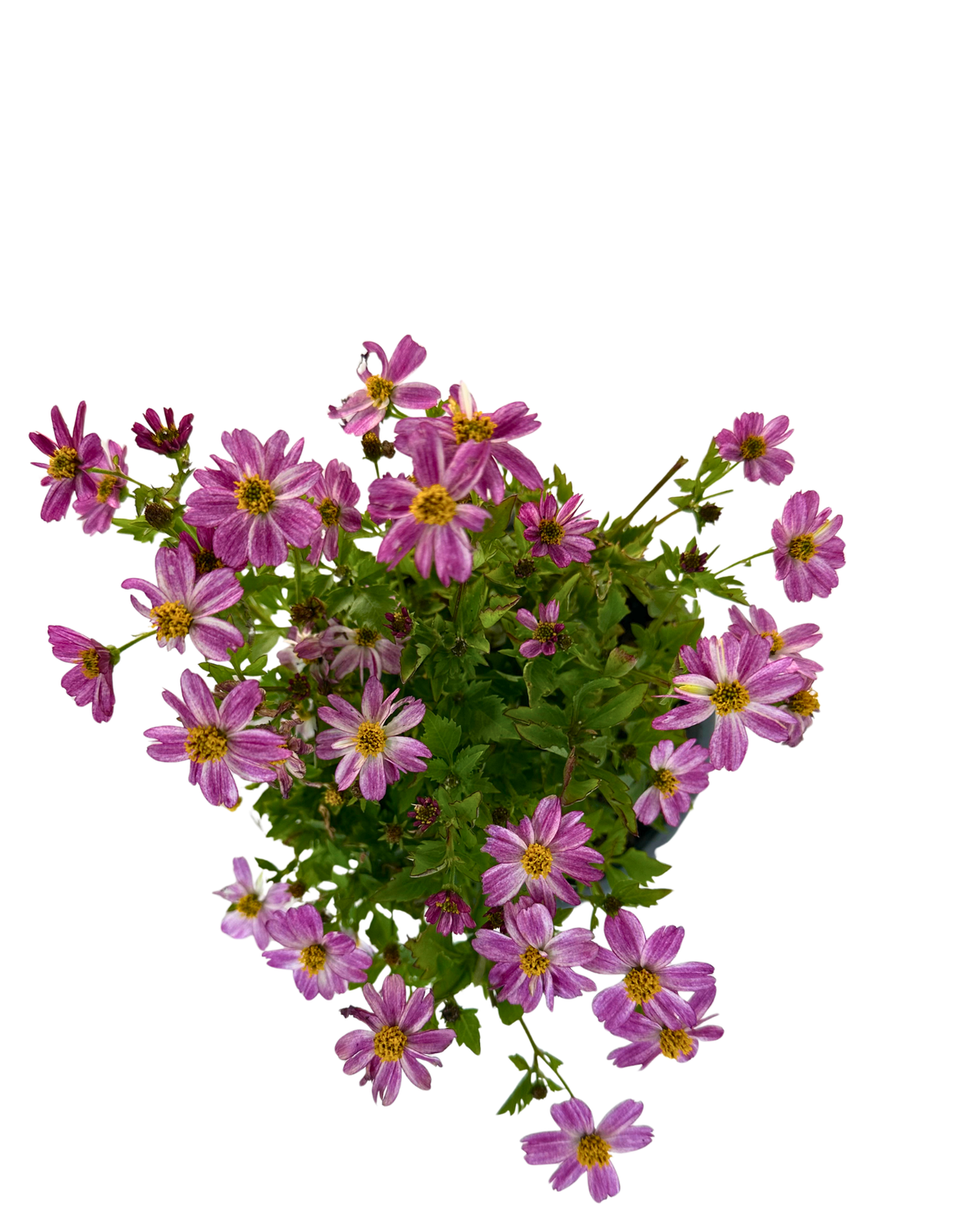 Bidens Pretty in Pink