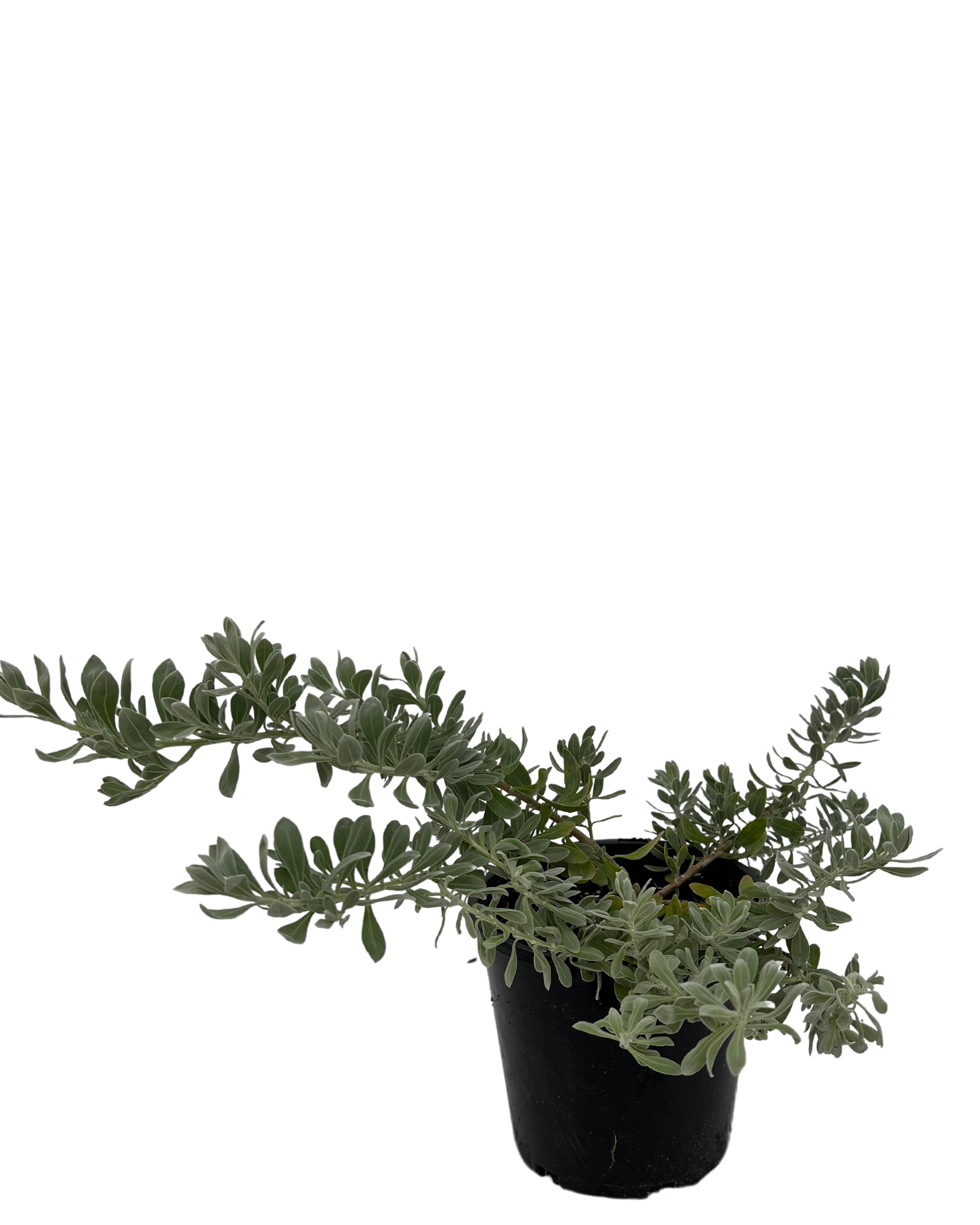 Emu Bush - Eremophila Blue Horizon