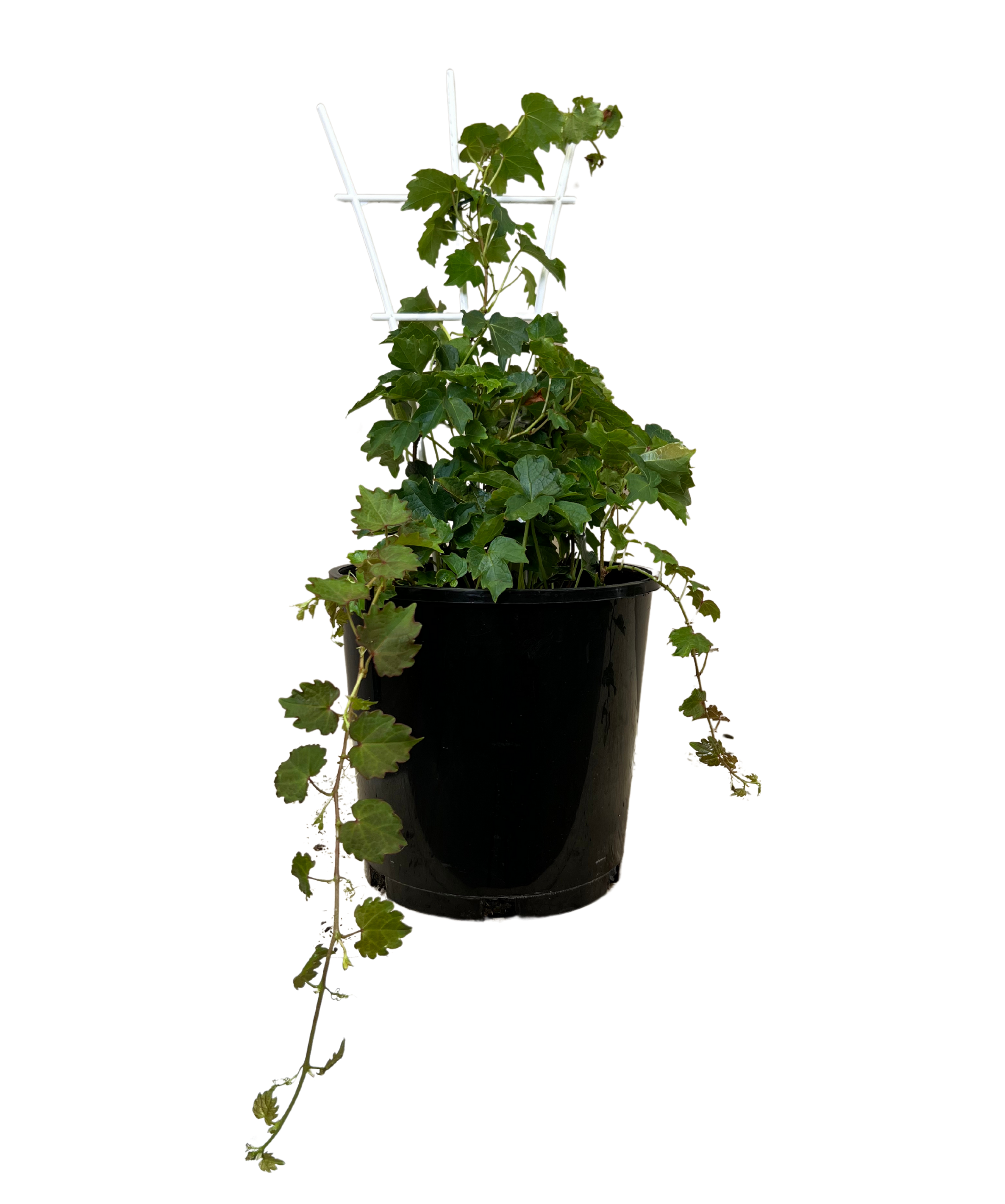 Boston Ivy - Parthenocissus Tricuspidata