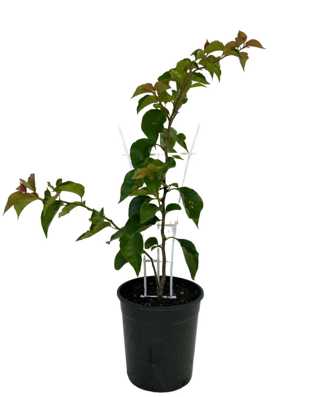 Bougainvillea Gloucester Royal