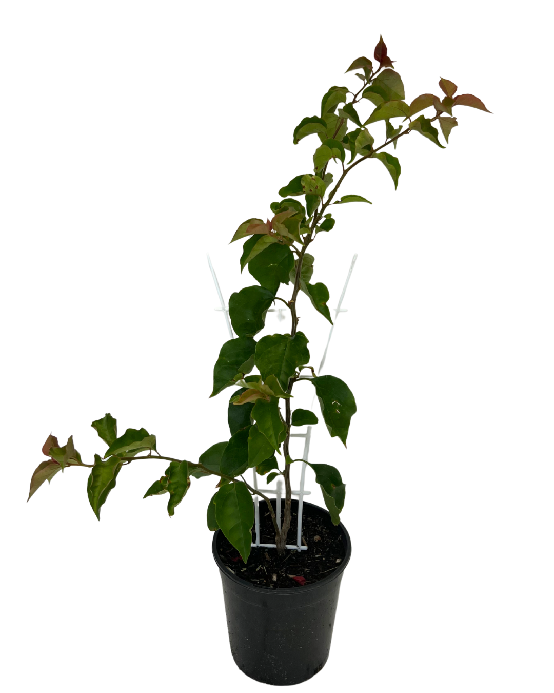 Bougainvillea Gloucester Royal