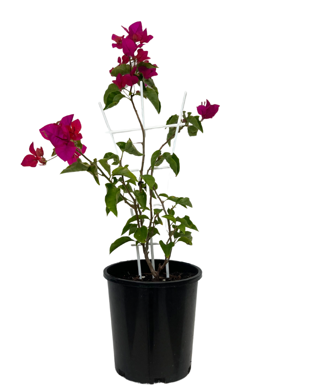 Bougainvillea Mahatma Ghandi