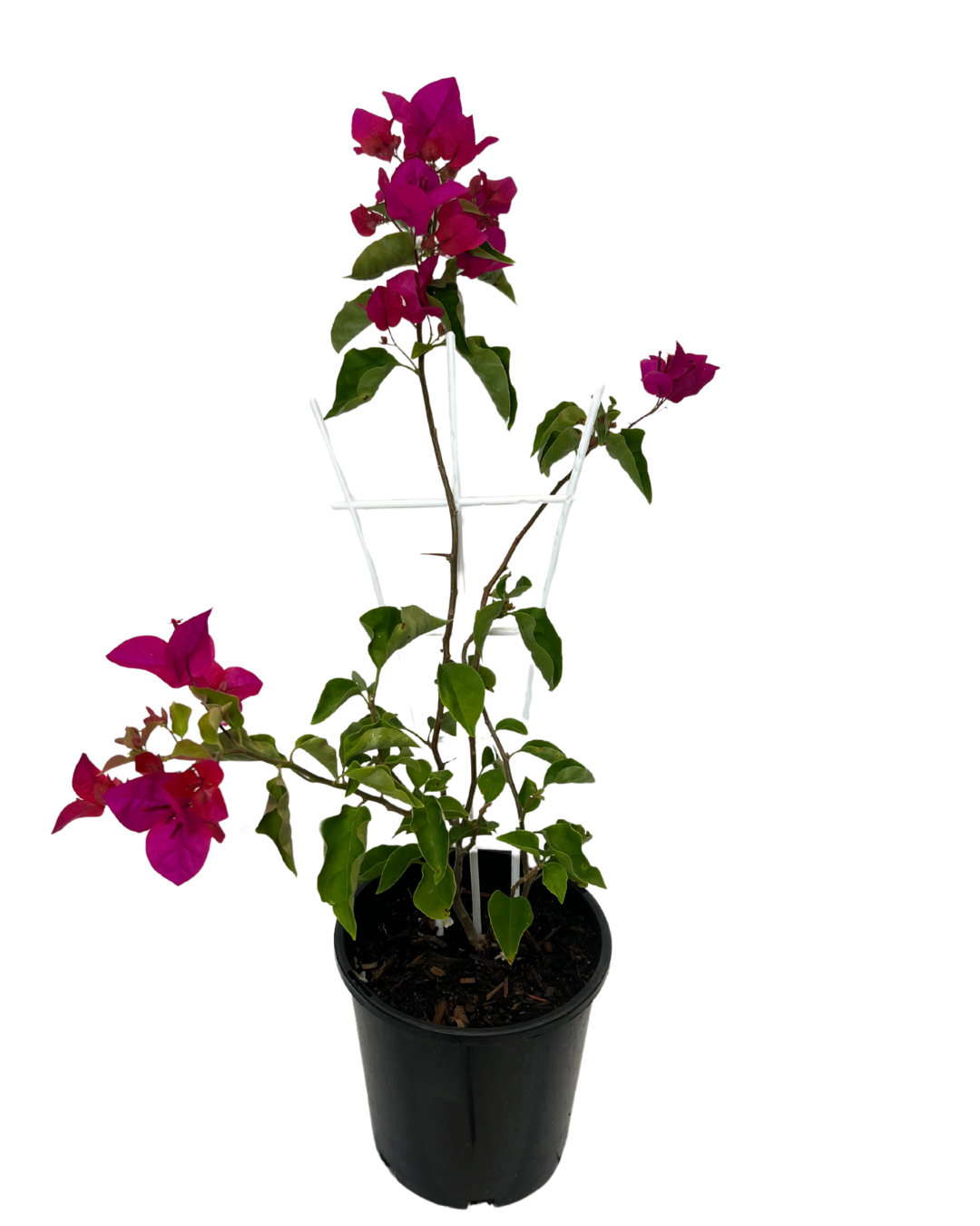 Bougainvillea Mahatma Ghandi