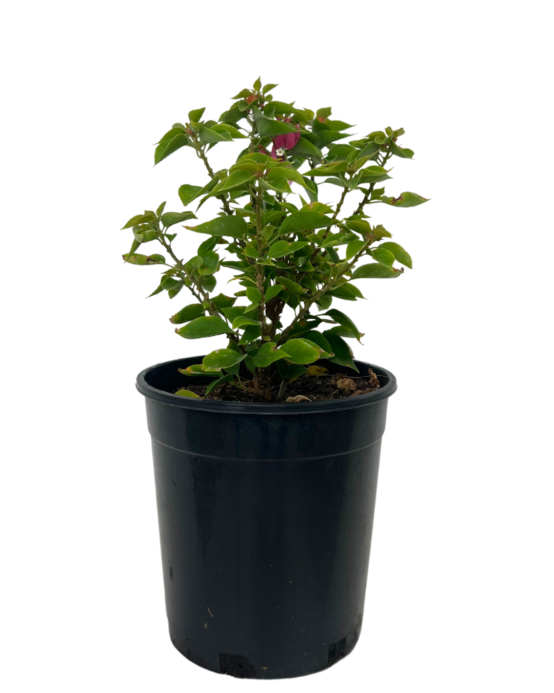 Bougainvillea Smartie Pants