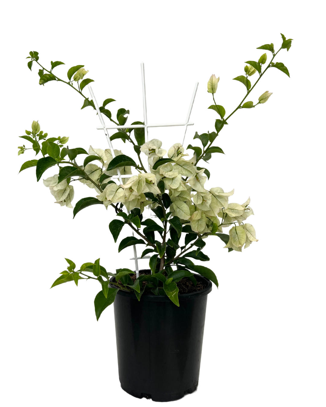 Bougainvillea White Cascade