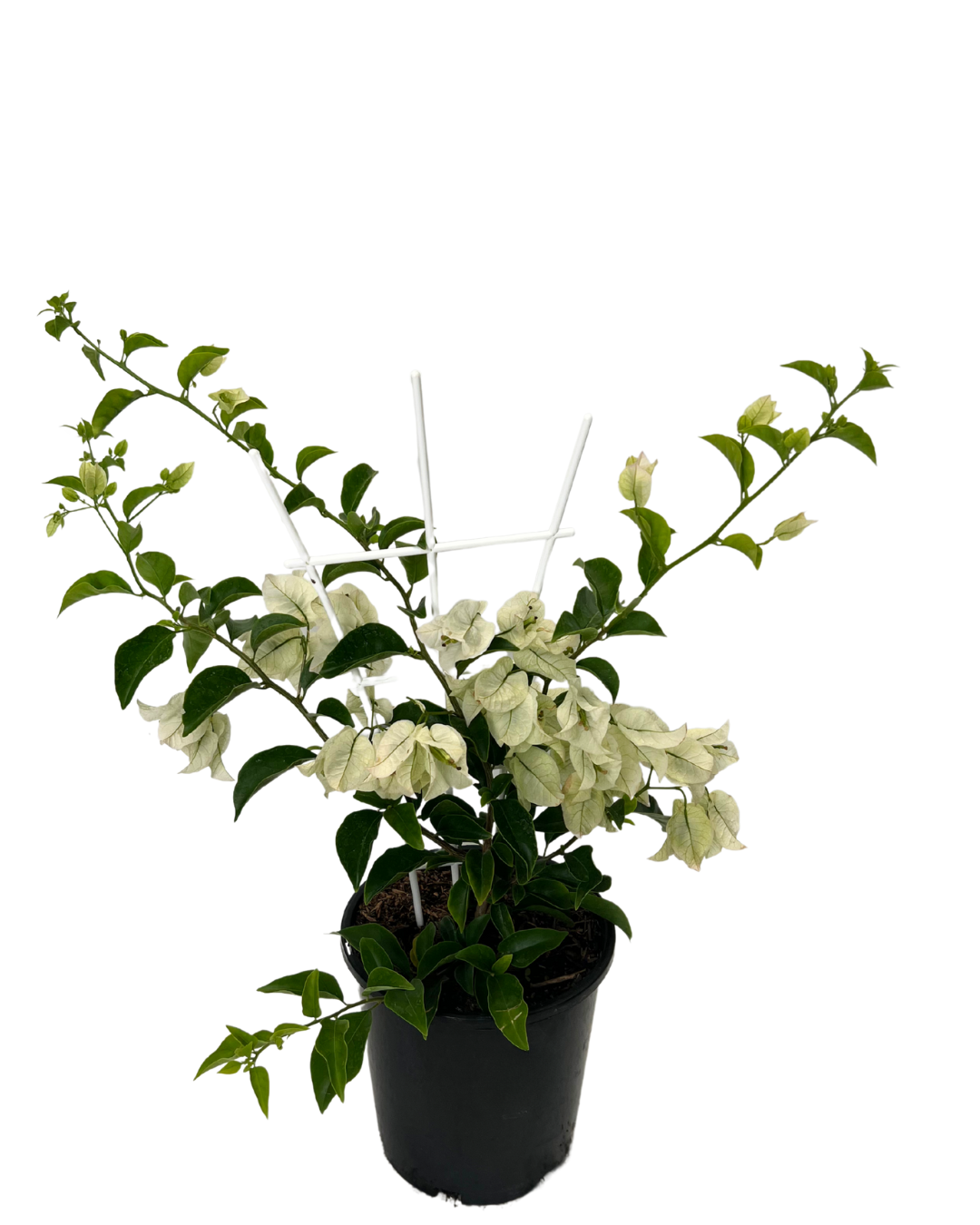 Bougainvillea White Cascade