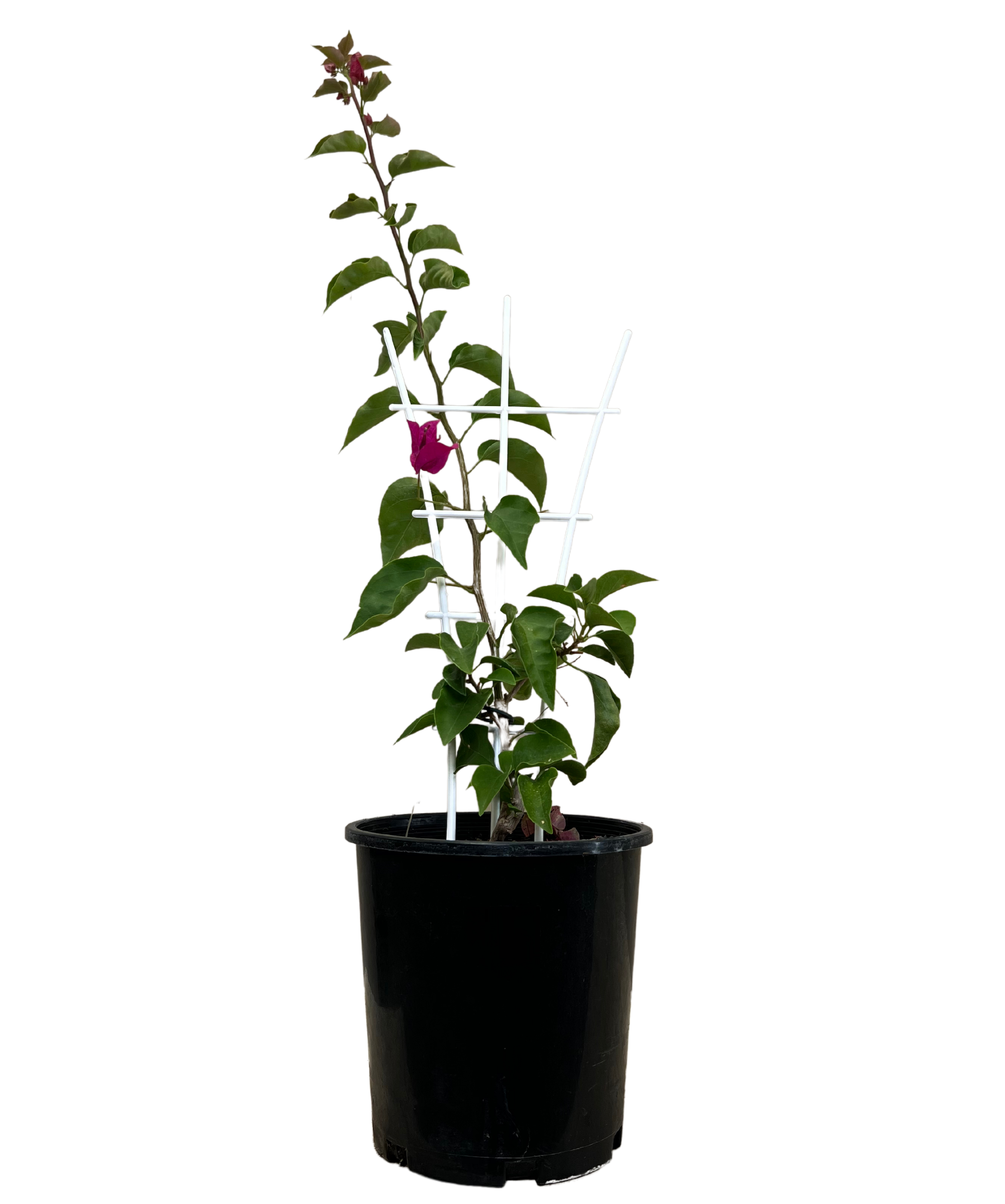 Bougainvillea Elizabeth