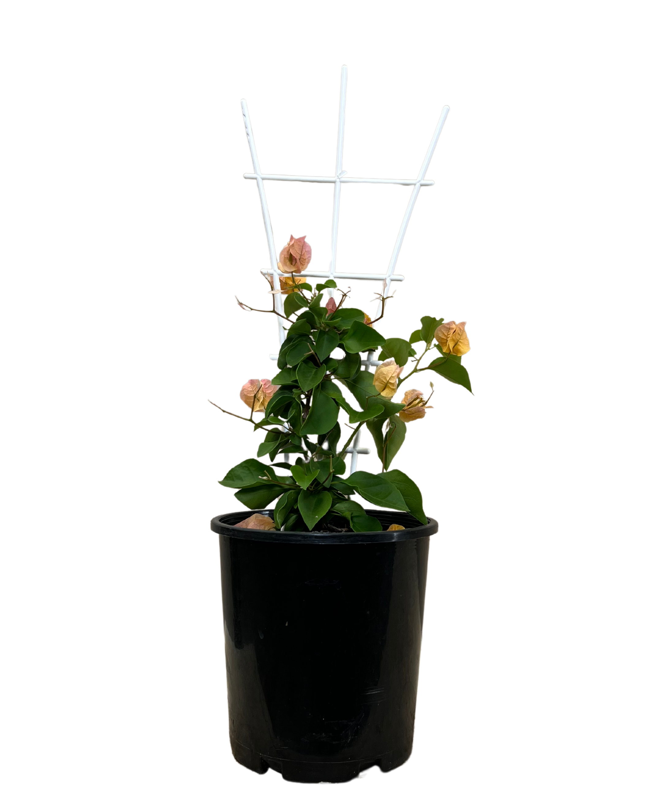 Bougainvillea Hawaiian Gold