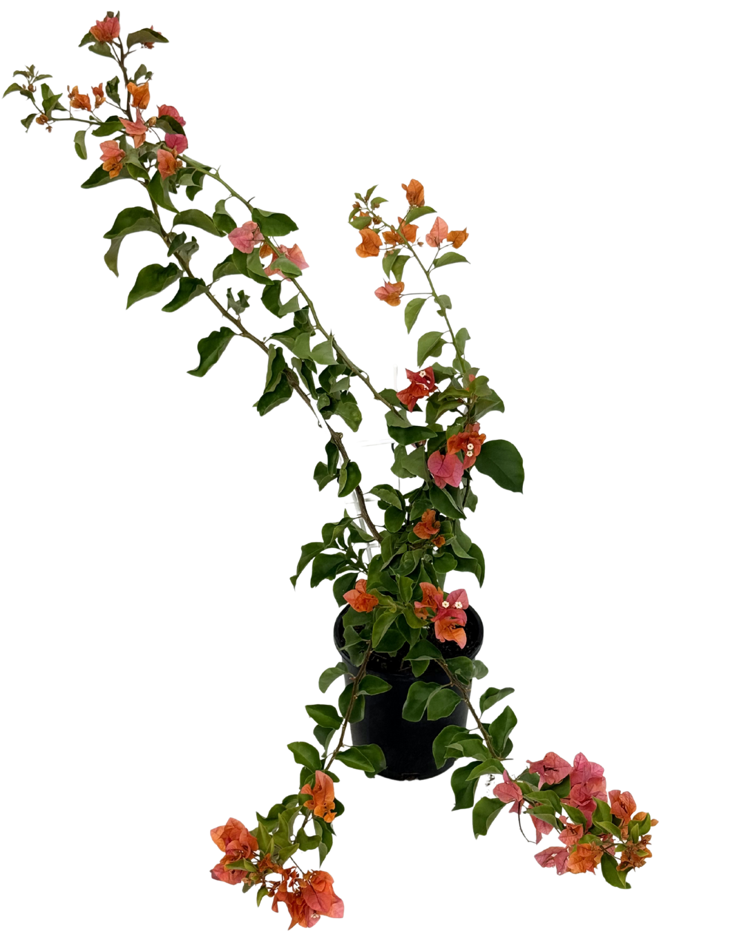Bougainvillea Orange Glory
