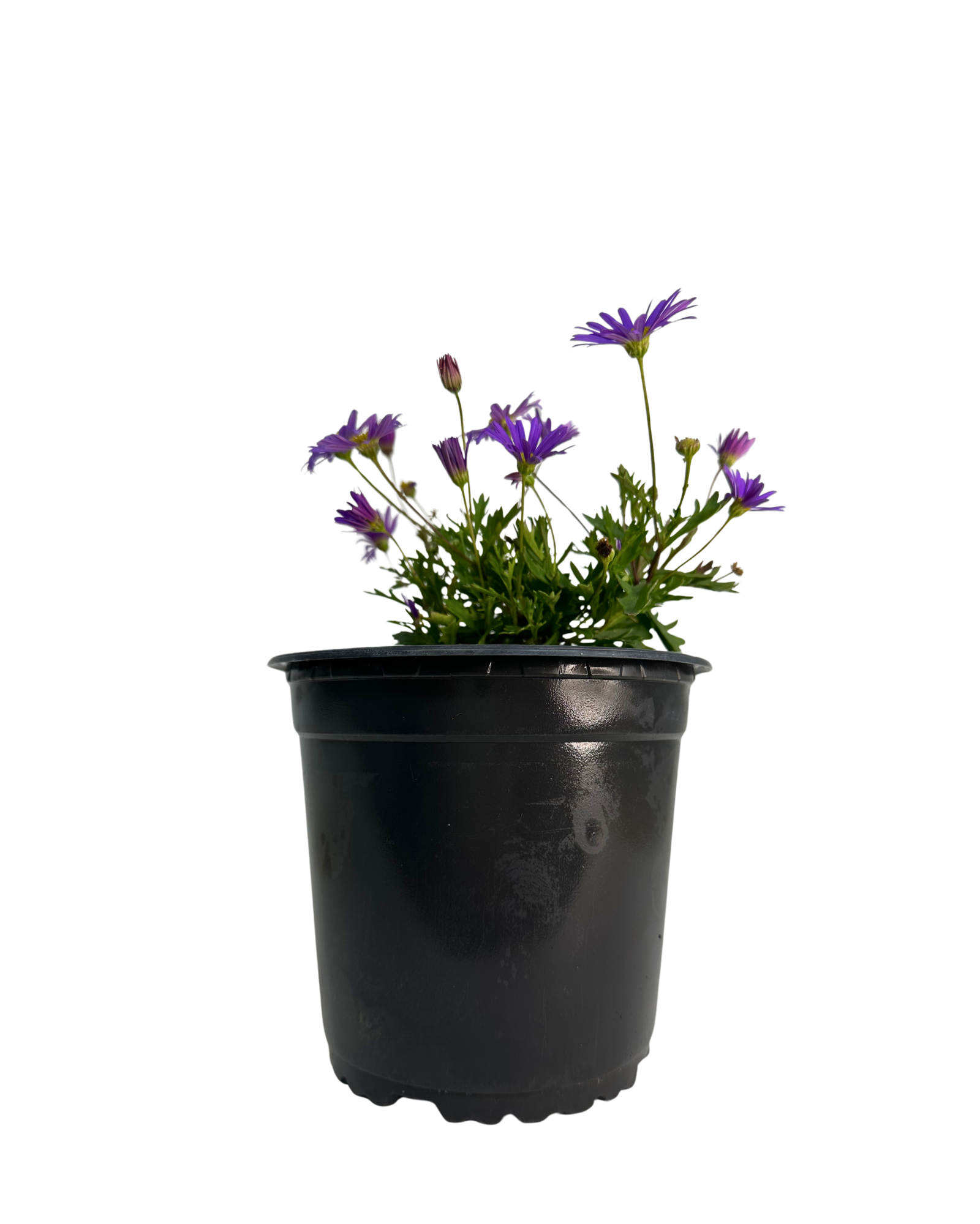 Brachyscome Brasco Violet